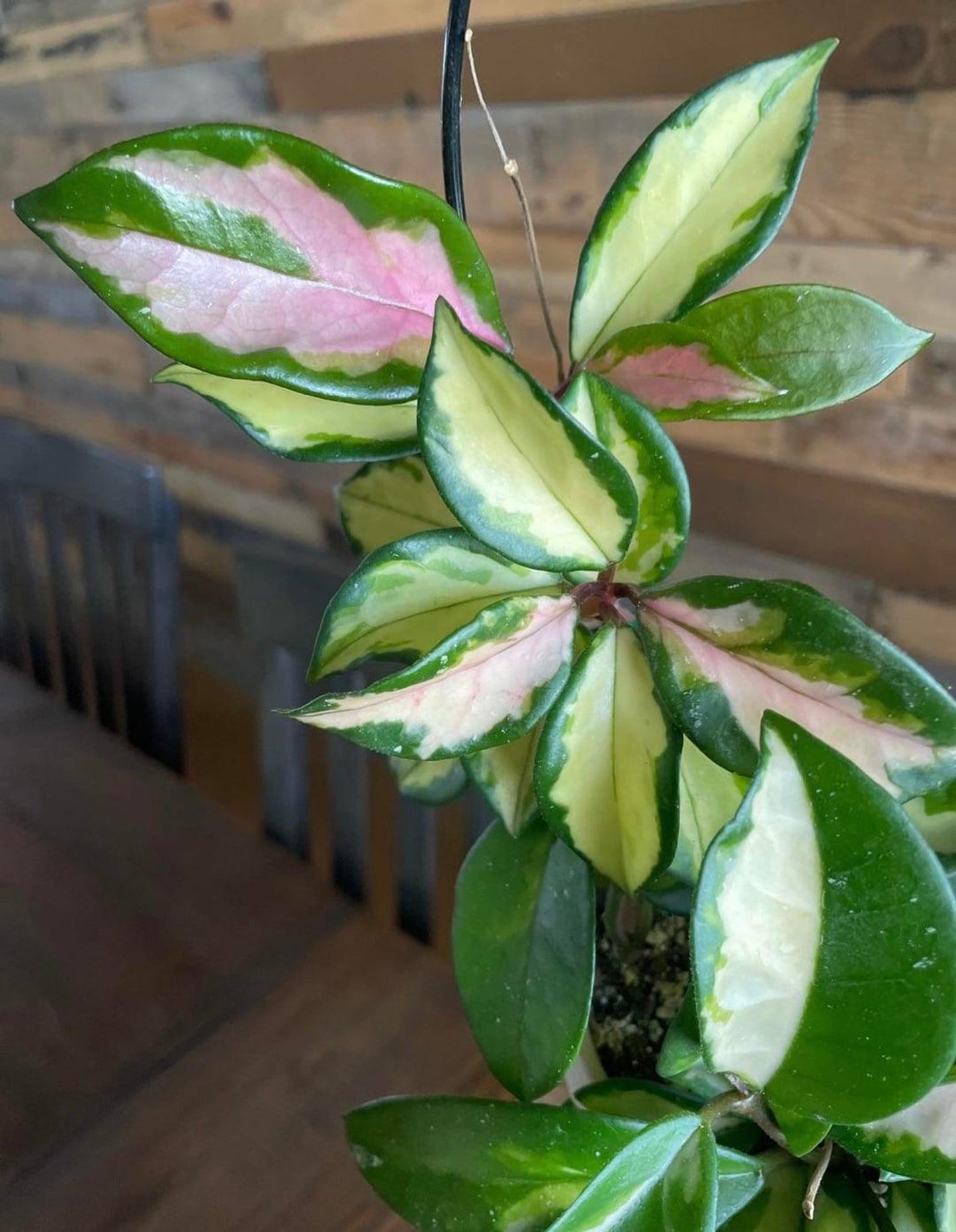 Live Hoya Princess Plant – Easy-Care Indoor Vining Houseplant – Perfect Gift for Plant Lovers