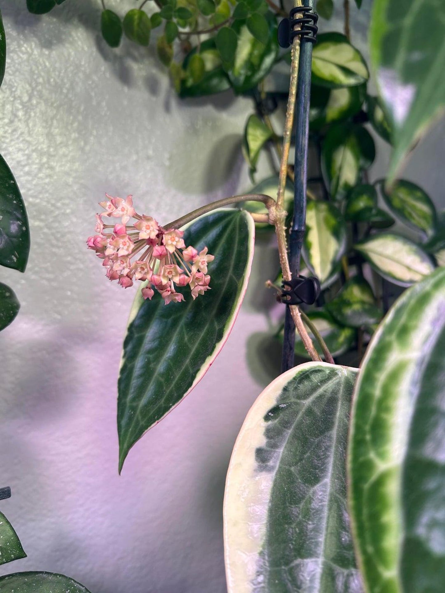 Hoya Macrophylla Variegata – Large Variegated Wax Plant with 3D Textured Leaves