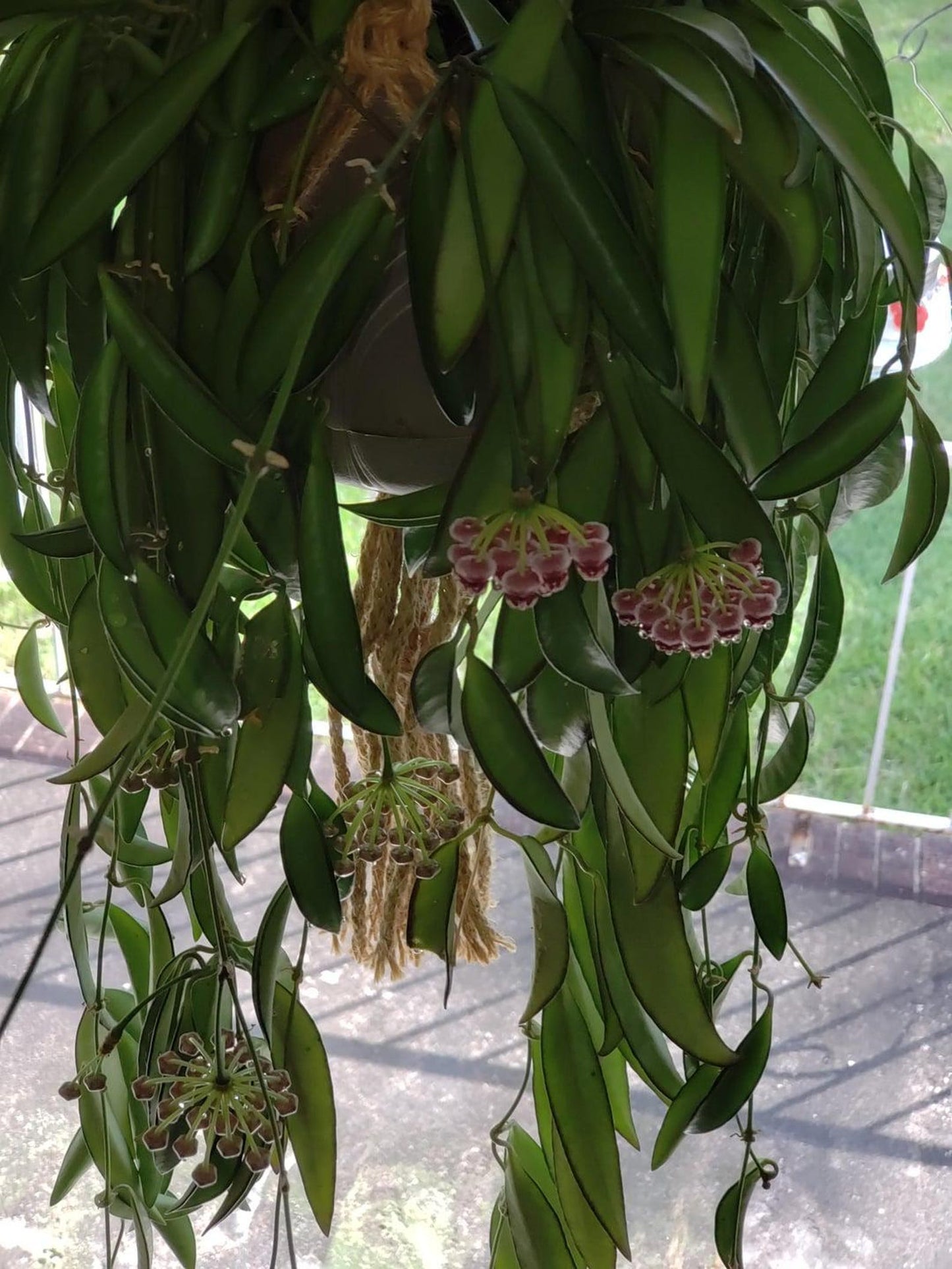 Rare Hoya Wayetii Narrowleaf | Long Leaf Wax Plant | Easy Care Vine