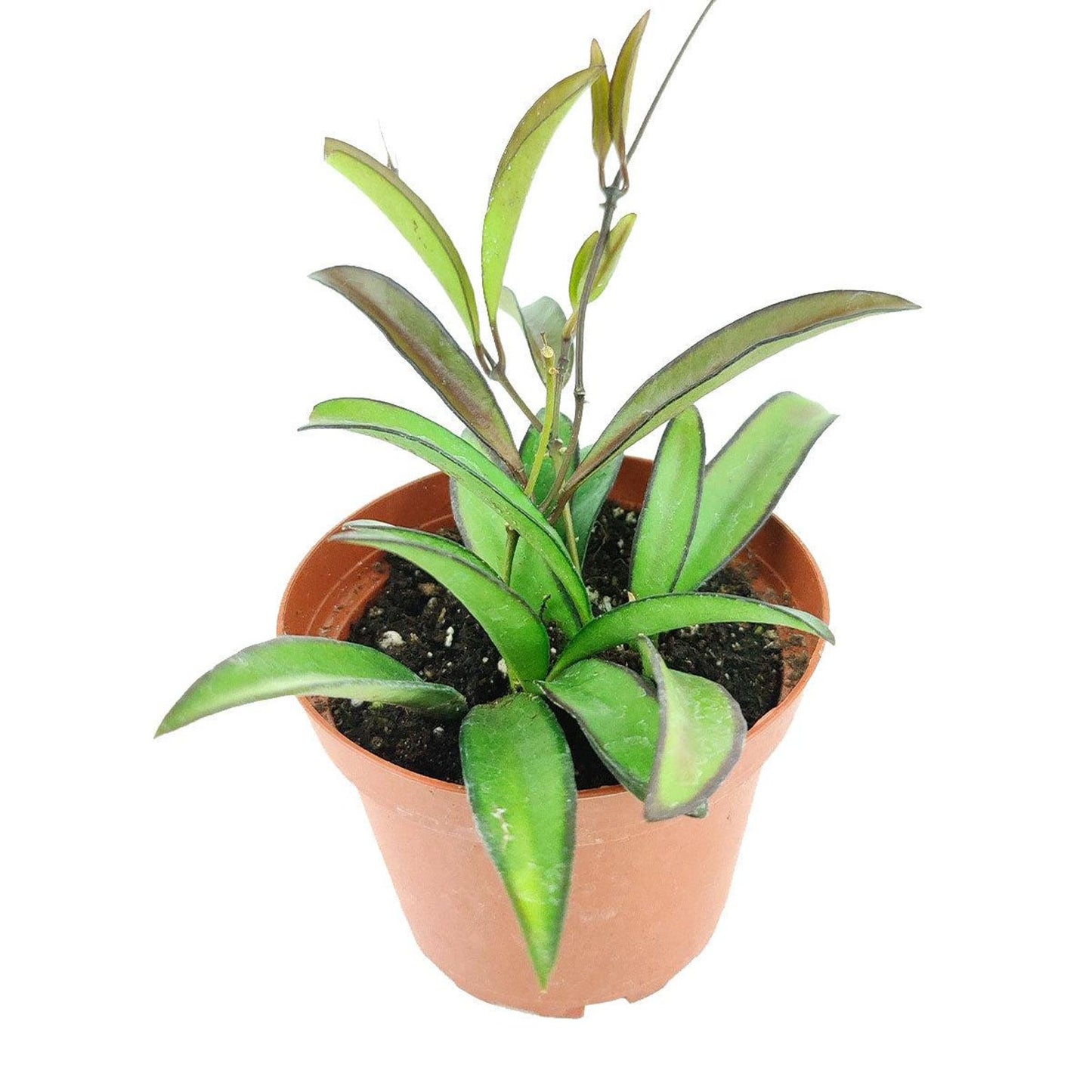 Rare Hoya Wayetii Narrowleaf | Long Leaf Wax Plant | Easy Care Vine