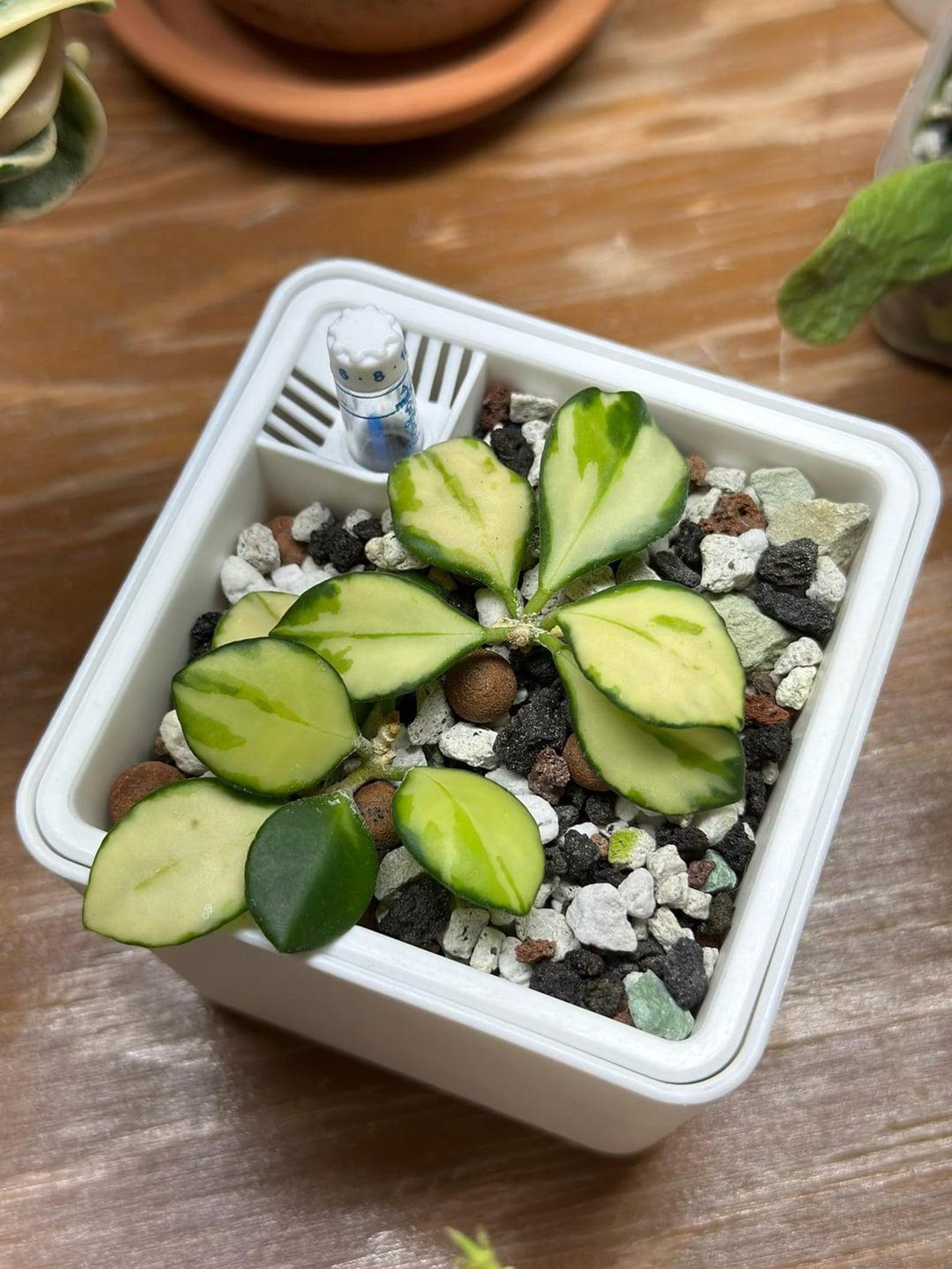 Rare Variegated Hoya Heuschkeliana | Pink Sun-Stressed | Rooted Starter