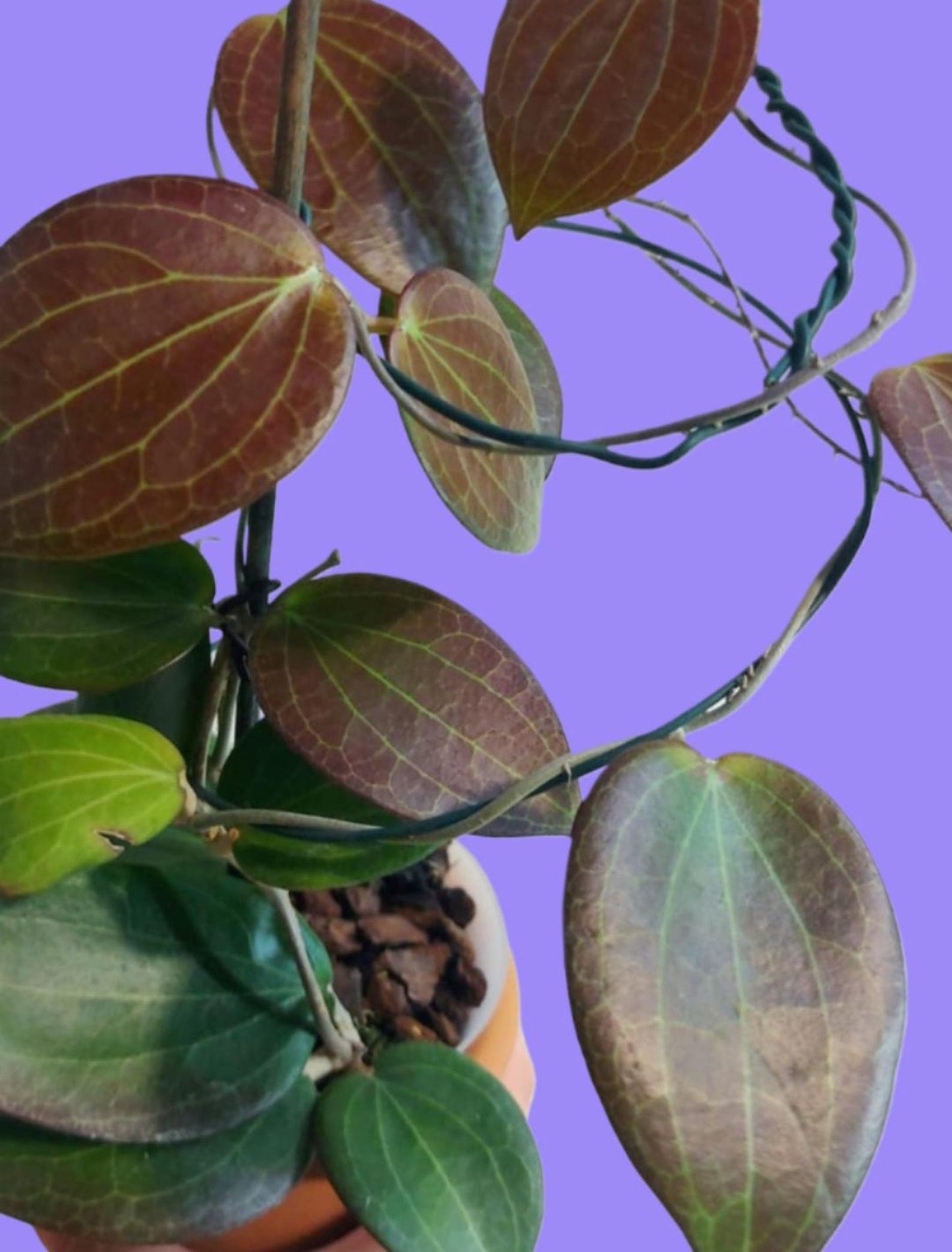 Hoya Pottsii Live Plant – Rare Vining Wax Plant, Easy Care Tropical Indoor Houseplant