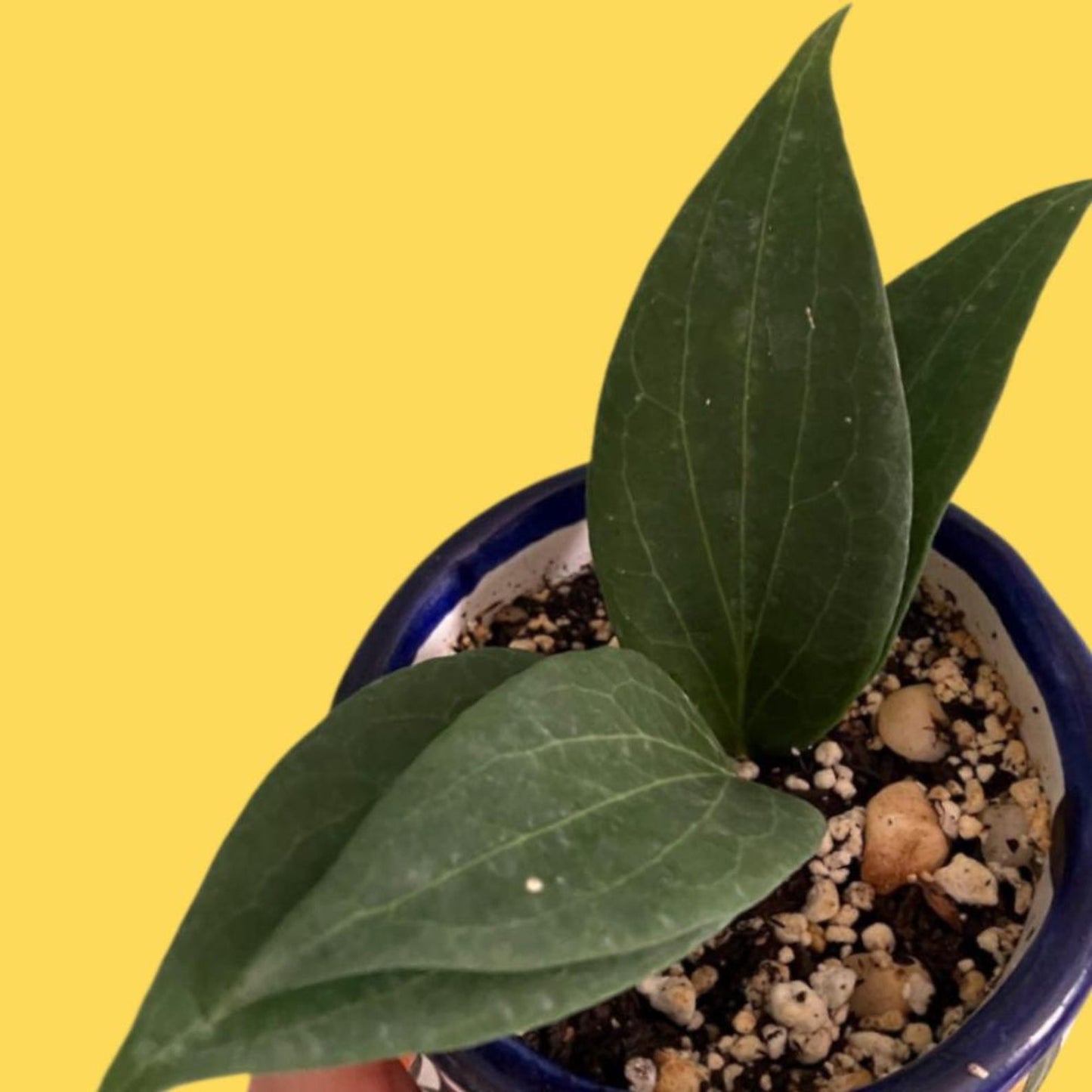 Hoya Pottsii Live Plant – Rare Vining Wax Plant, Easy Care Tropical Indoor Houseplant