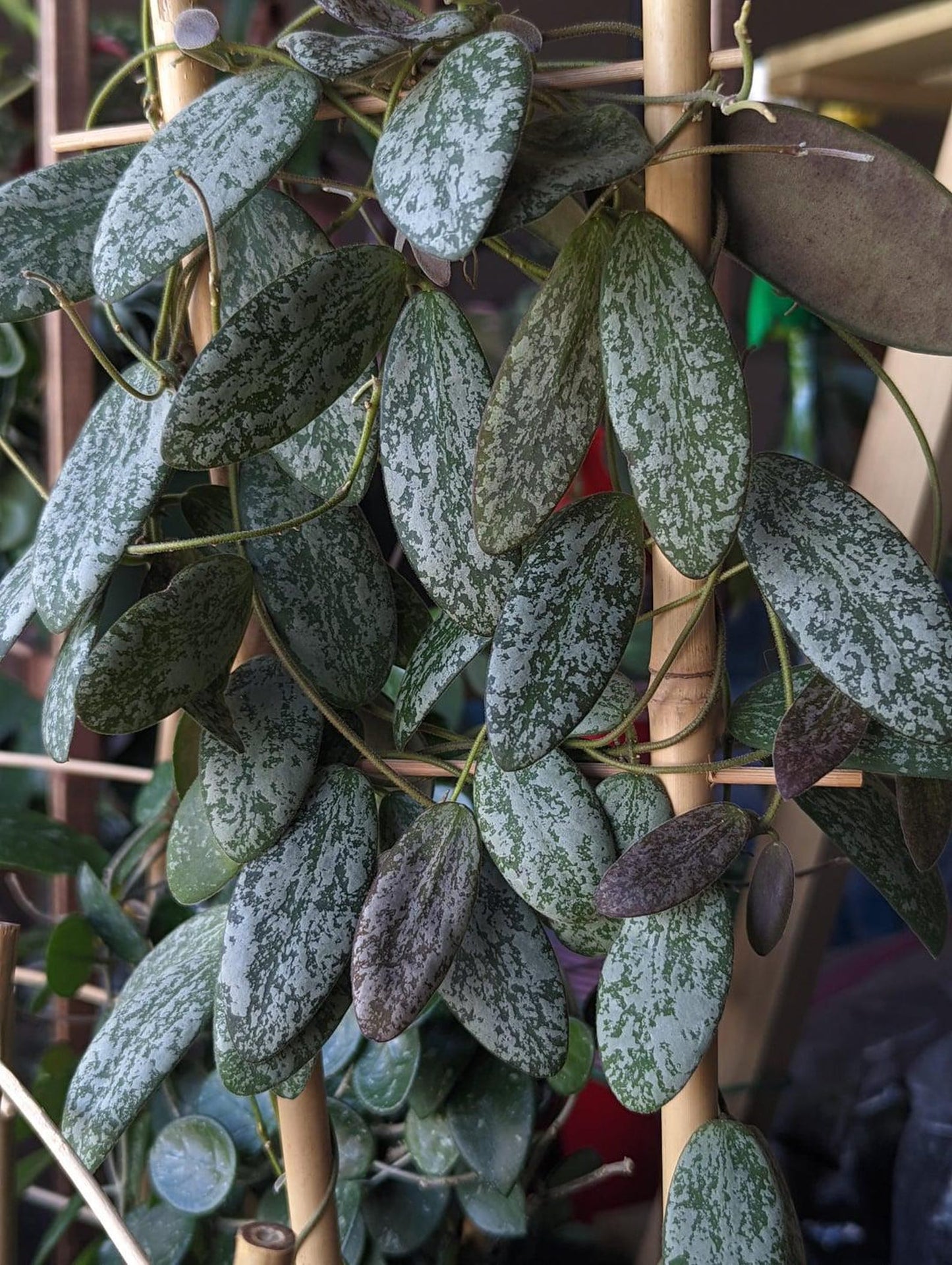 Hoya Sigillatis Silver hoya narrow leaf sliver and lots of splash collectors plant low cost