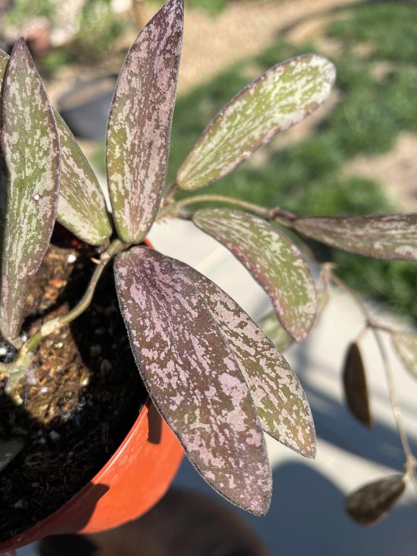 Hoya Sigillatis Silver hoya narrow leaf sliver and lots of splash collectors plant low cost