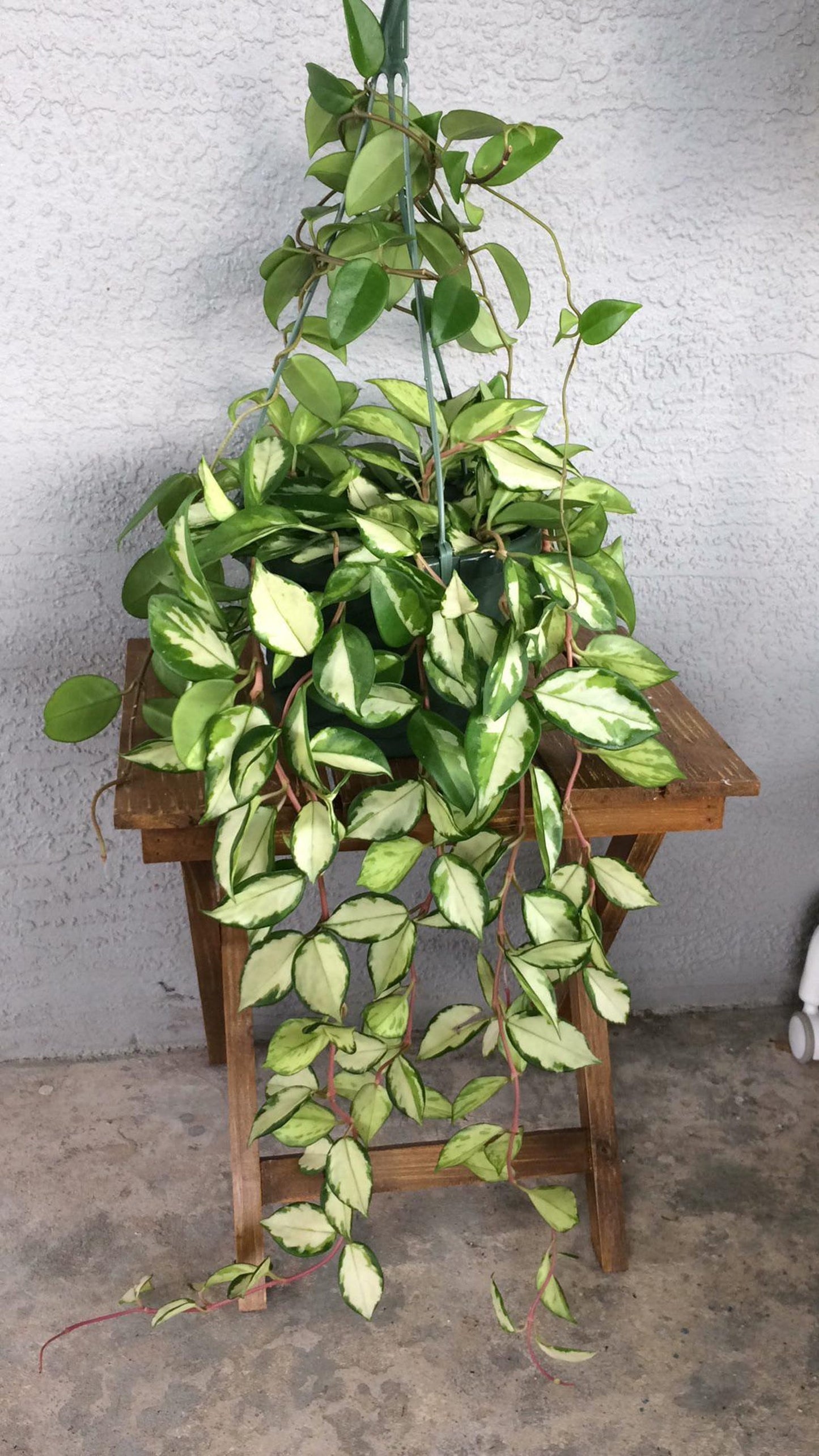 Live Hoya Princess Plant – Easy-Care Indoor Vining Houseplant – Perfect Gift for Plant Lovers