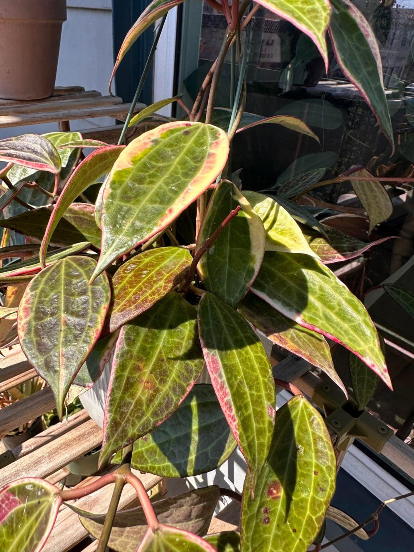 Hoya Macrophylla Variegata – Large Variegated Wax Plant with 3D Textured Leaves