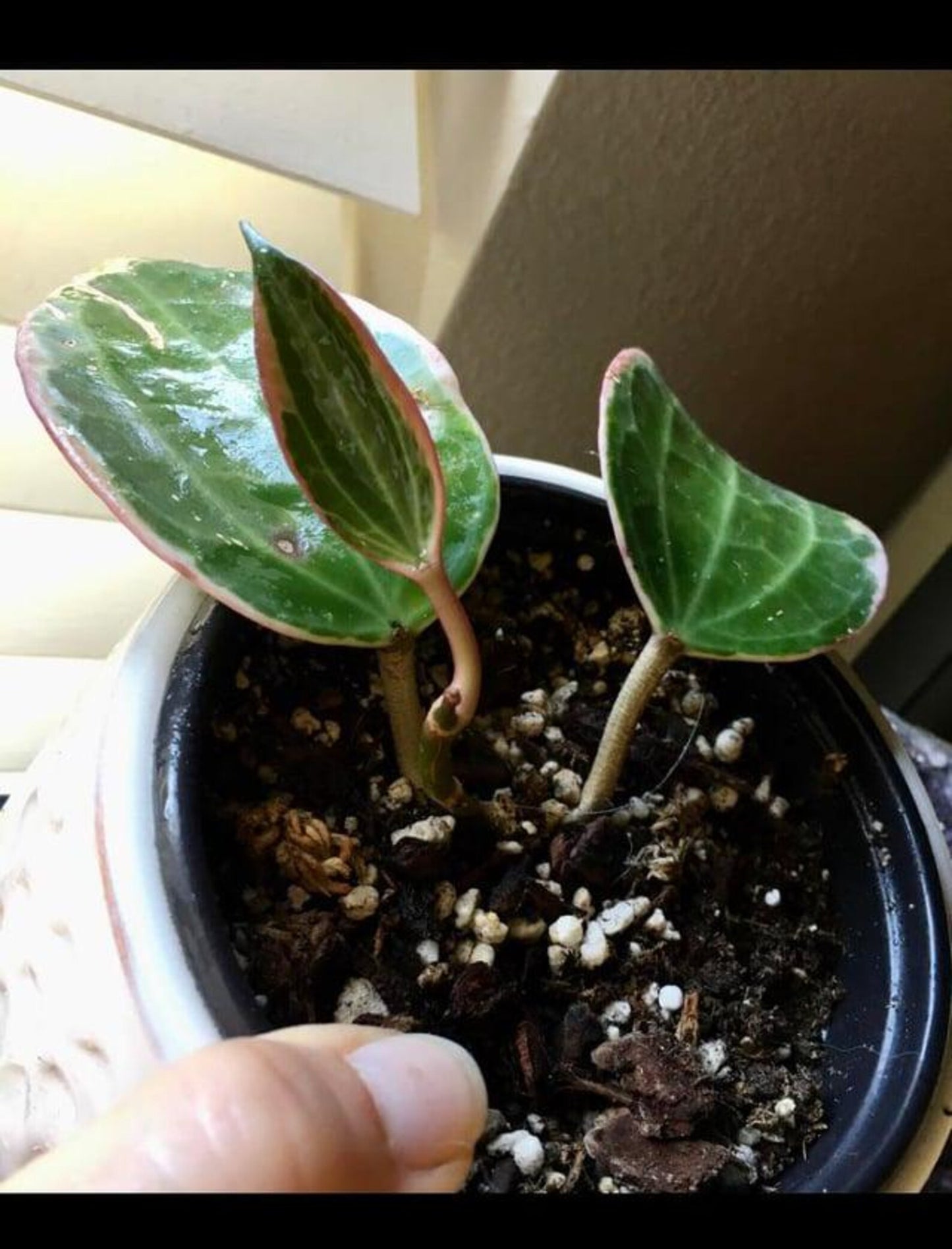 Hoya Macrophylla Variegata – Large Variegated Wax Plant with 3D Textured Leaves