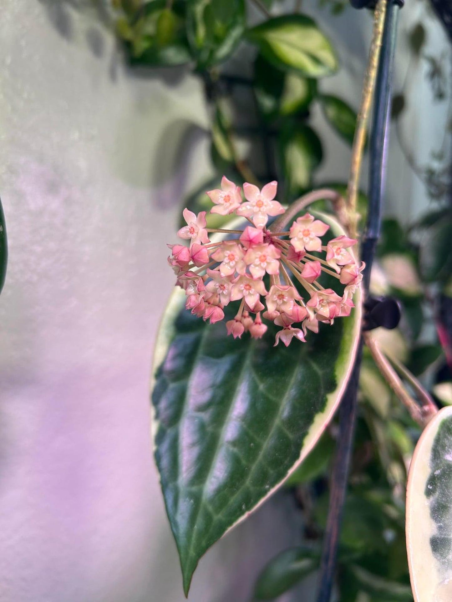 Hoya Macrophylla Variegata – Large Variegated Wax Plant with 3D Textured Leaves