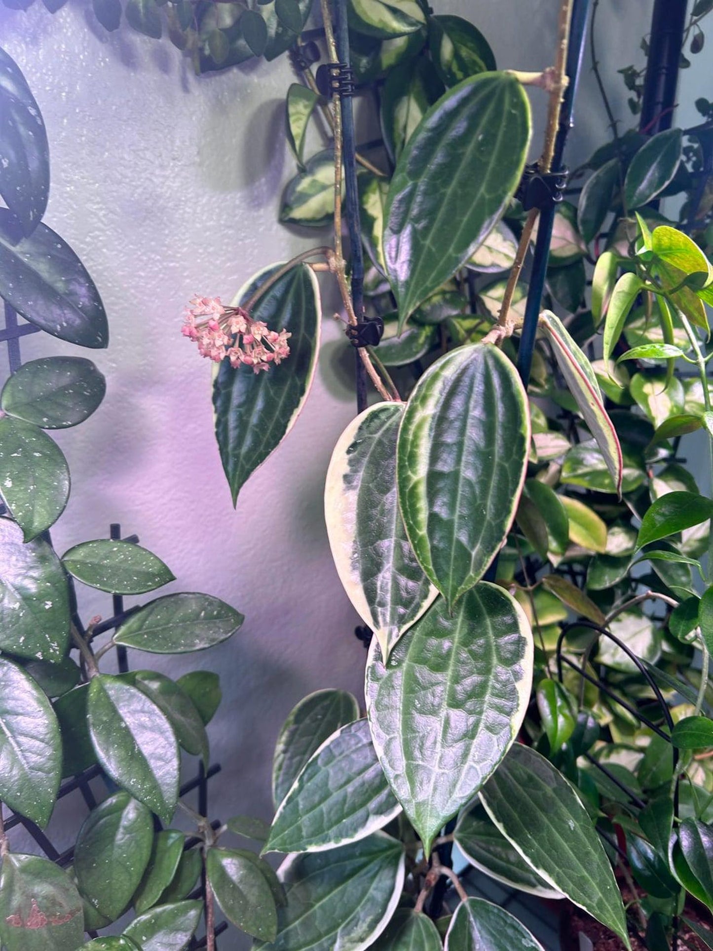 Hoya Macrophylla Variegata – Large Variegated Wax Plant with 3D Textured Leaves