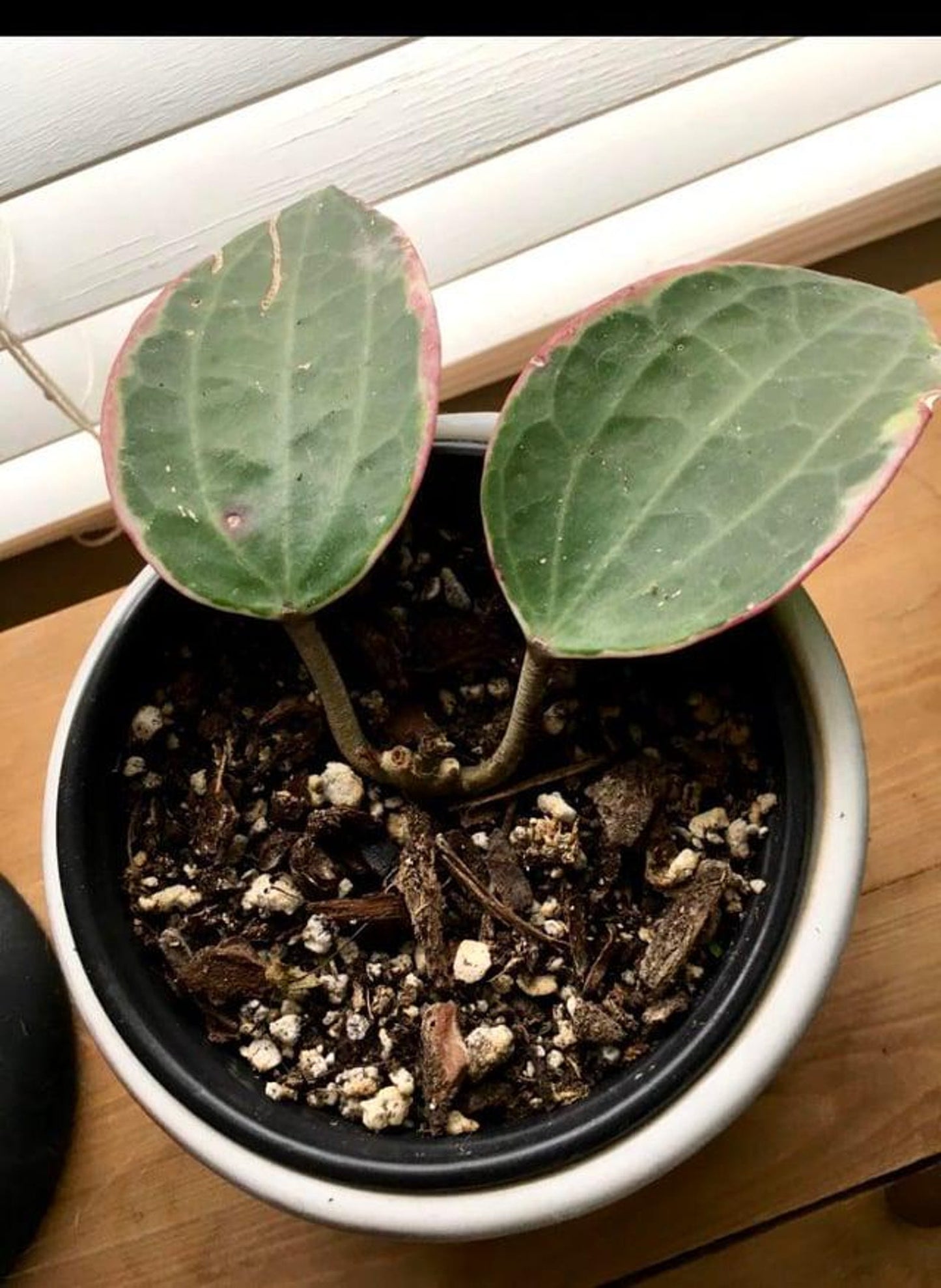 Hoya Macrophylla Variegata – Large Variegated Wax Plant with 3D Textured Leaves
