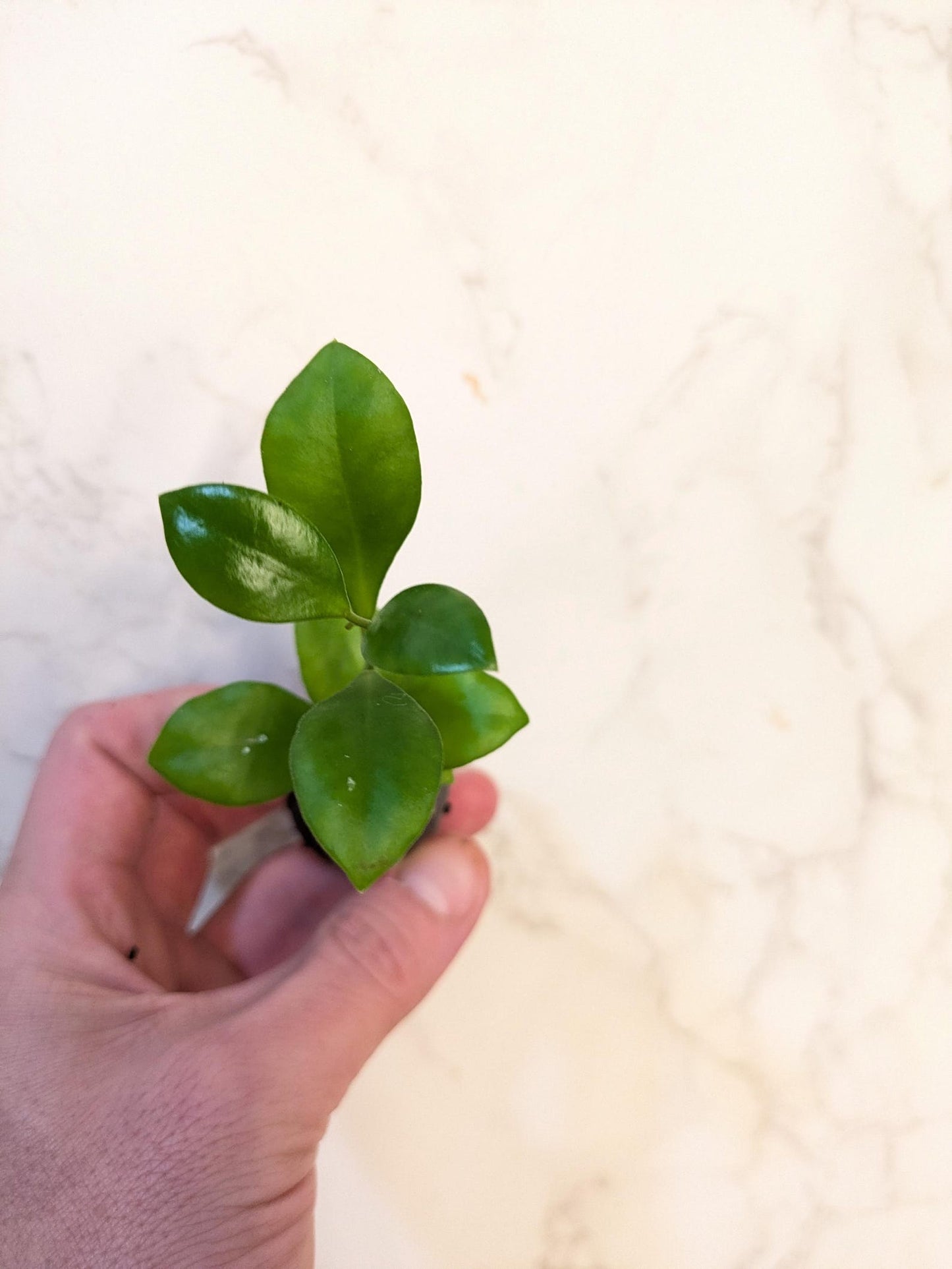 Exotic Houseplants: Hoya heuschkeliana Features, Varieties, and Care Tips