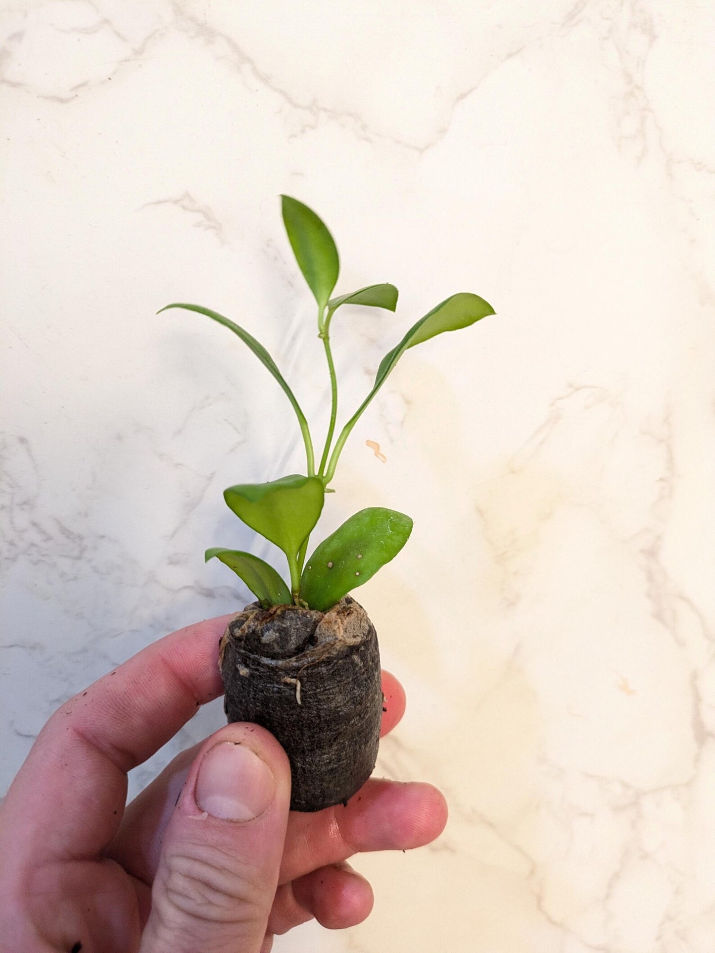Exotic Houseplants: Hoya heuschkeliana Features, Varieties, and Care Tips
