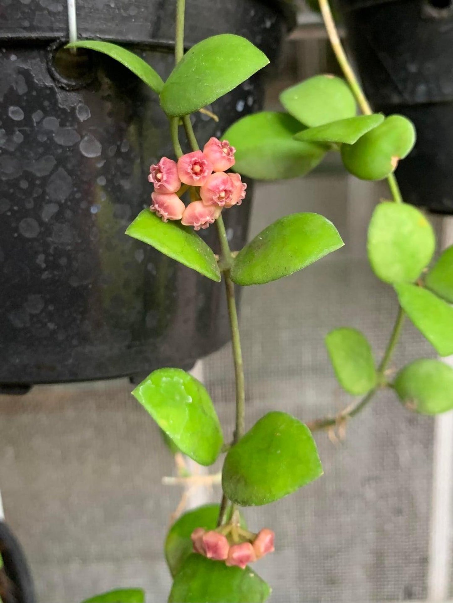 Exotic Houseplants: Hoya heuschkeliana Features, Varieties, and Care Tips
