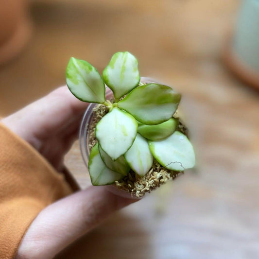 Rare Variegated Hoya Heuschkeliana | Pink Sun-Stressed | Rooted Starter