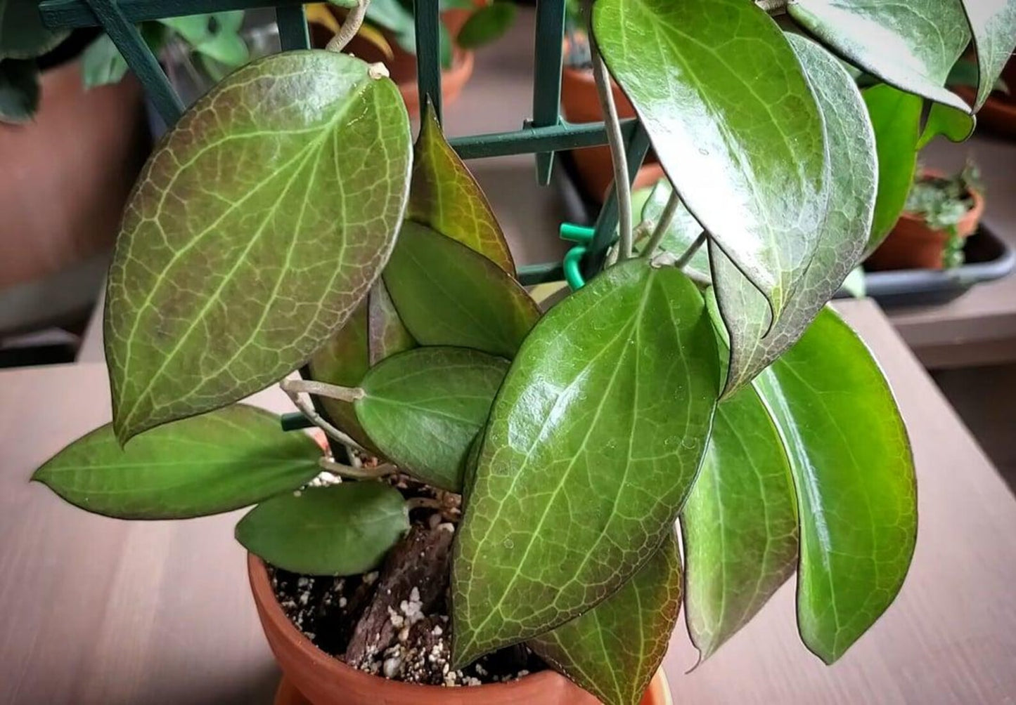 Hoya Pottsii Live Plant – Rare Vining Wax Plant, Easy Care Tropical Indoor Houseplant