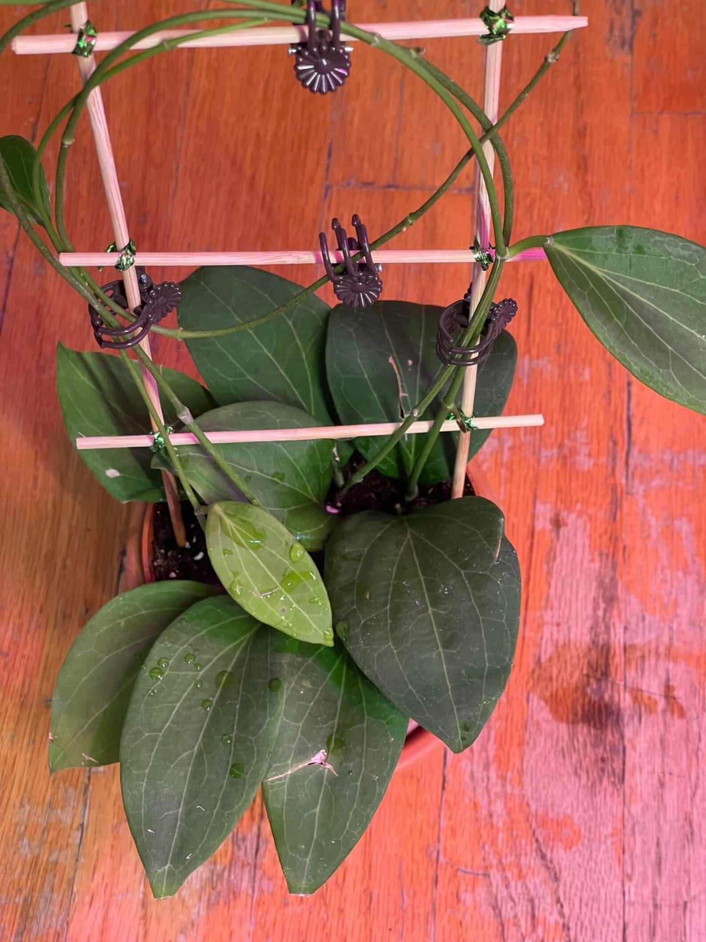 Hoya Pottsii Live Plant – Rare Vining Wax Plant, Easy Care Tropical Indoor Houseplant