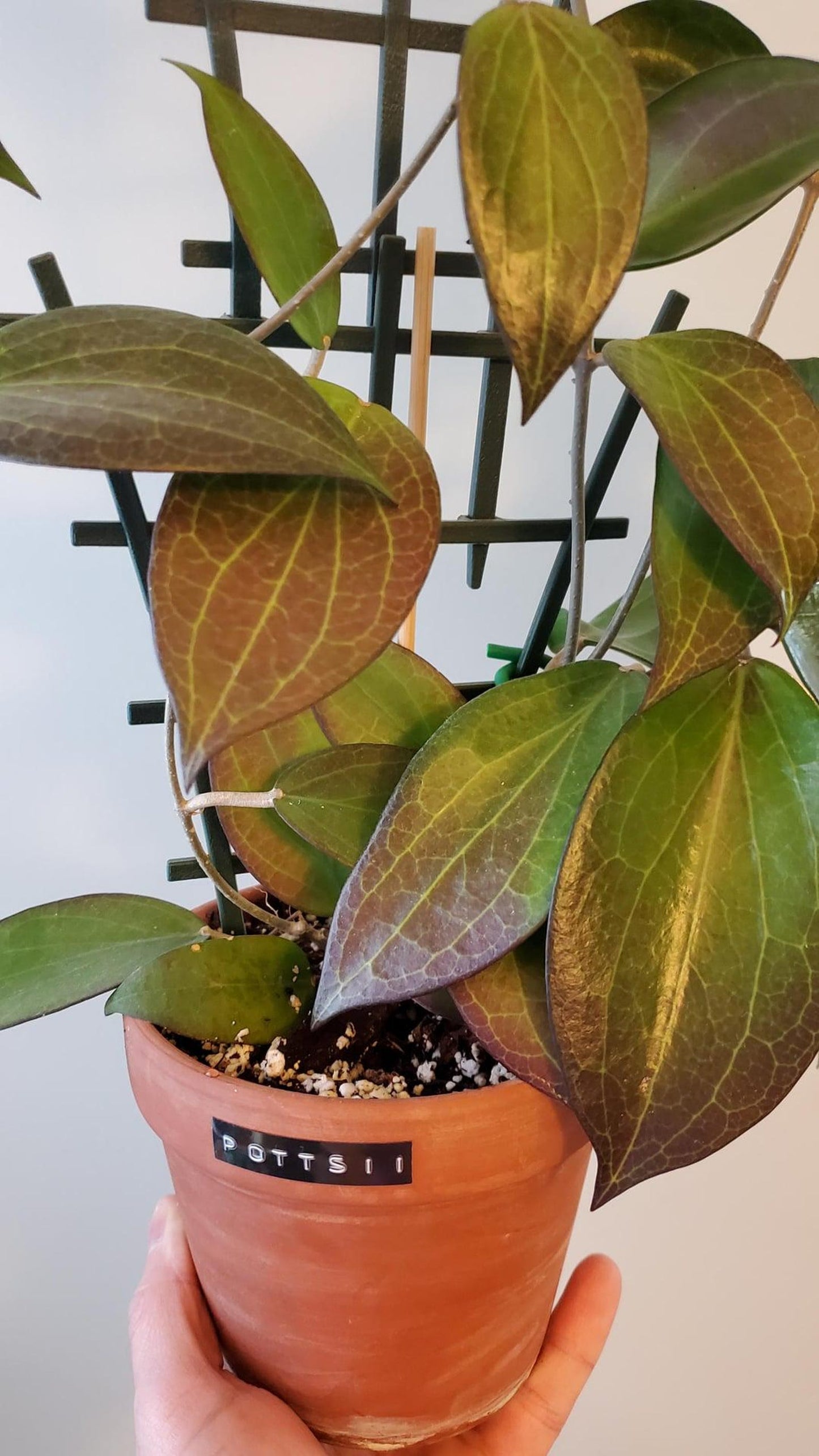 Hoya Pottsii Live Plant – Rare Vining Wax Plant, Easy Care Tropical Indoor Houseplant