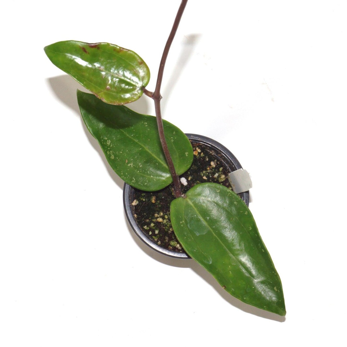 Hoya Pottsii Live Plant – Rare Vining Wax Plant, Easy Care Tropical Indoor Houseplant