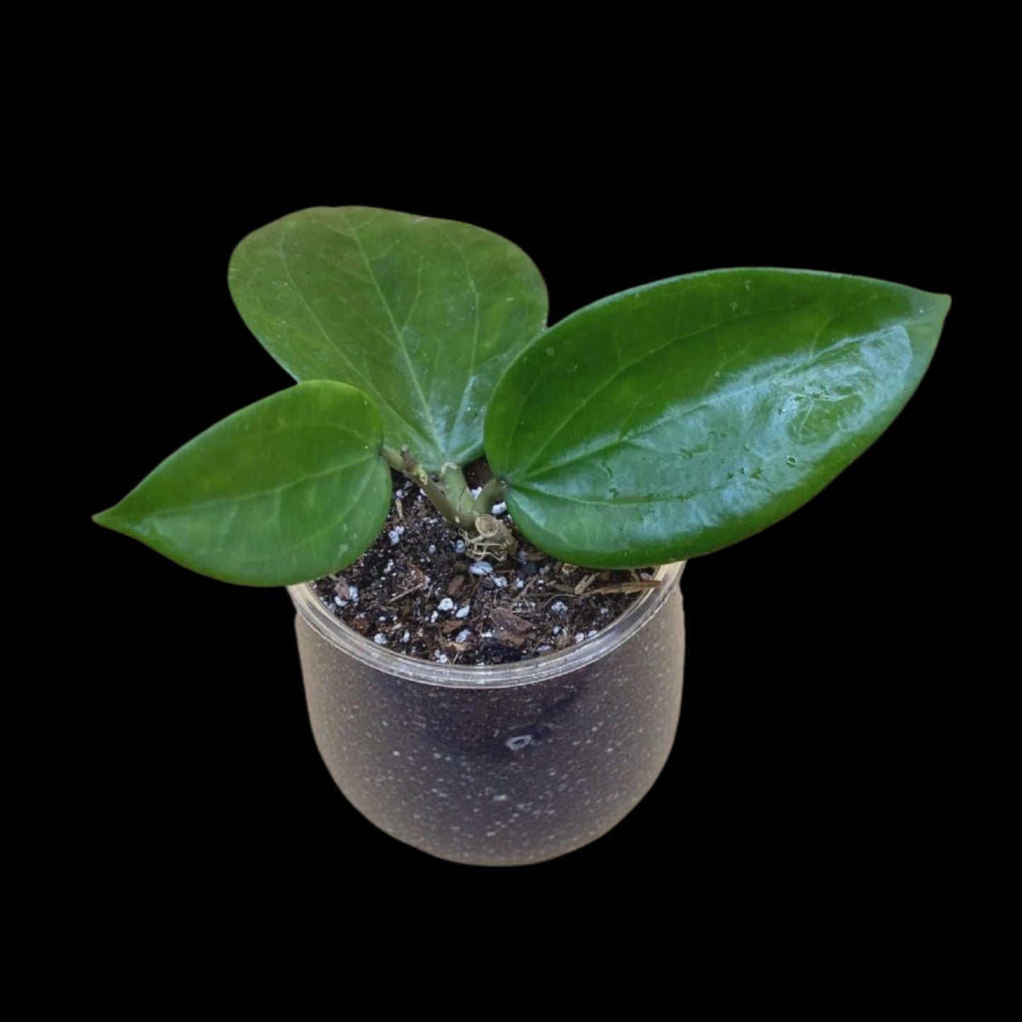 Hoya Pottsii Live Plant – Rare Vining Wax Plant, Easy Care Tropical Indoor Houseplant