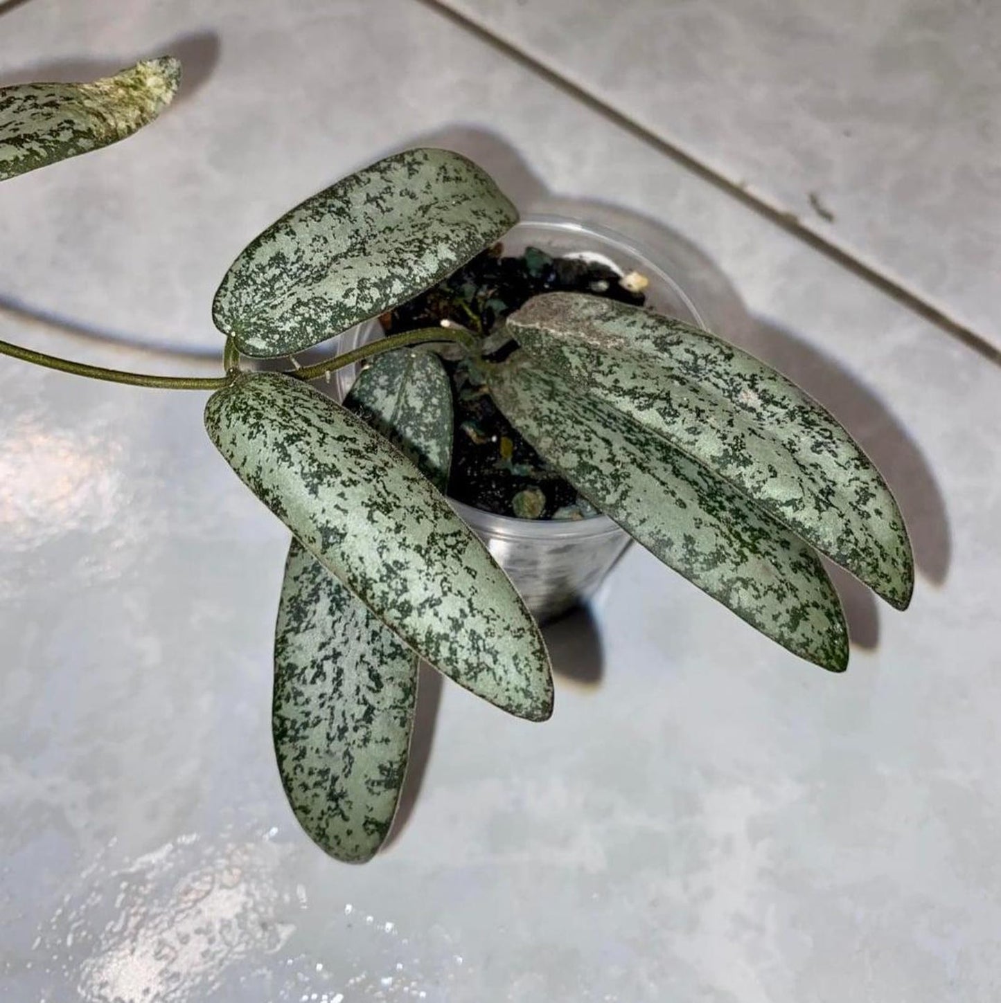 Hoya Sigillatis Silver hoya narrow leaf sliver and lots of splash collectors plant low cost