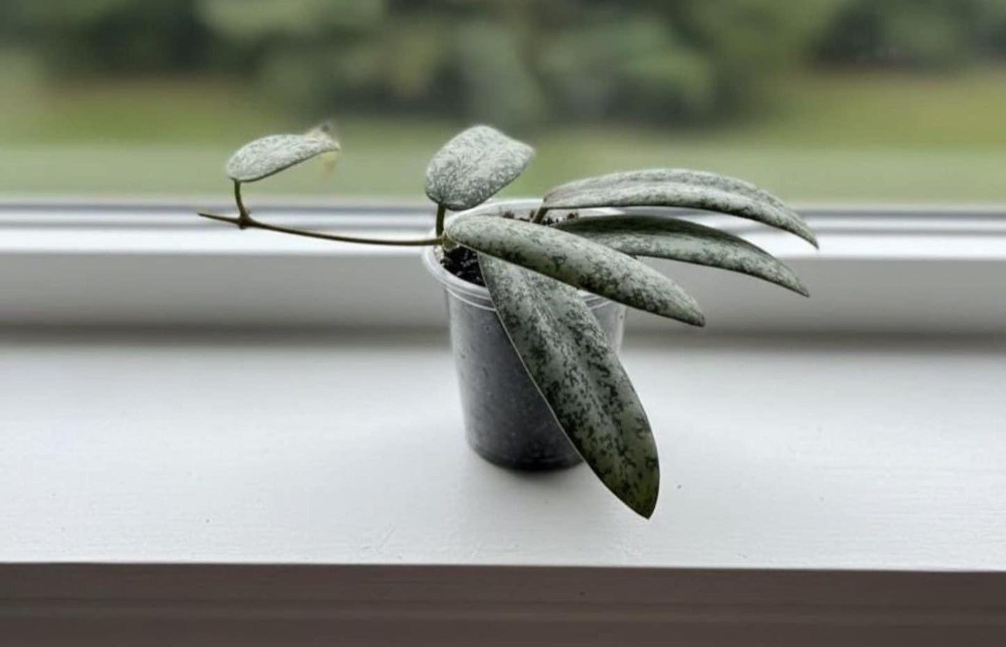 Hoya Sigillatis Silver hoya narrow leaf sliver and lots of splash collectors plant low cost