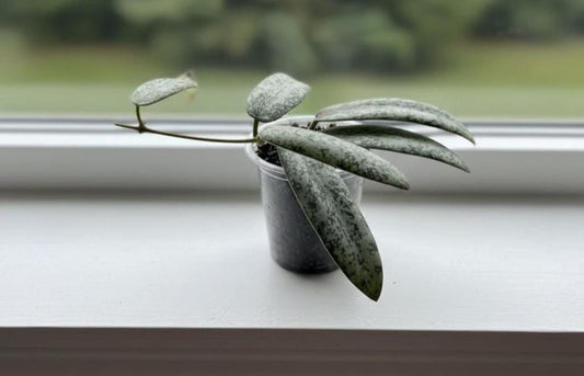 Hoya Sigillatis Silver hoya narrow leaf sliver and lots of splash collectors plant low cost