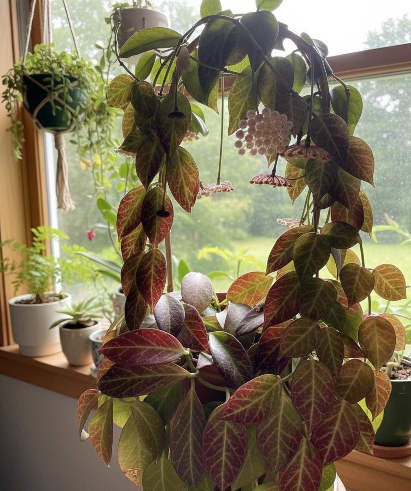 Rare Hoya Sunrise – Sun-Stressed Red Foliage – Fragrant Wax Plant