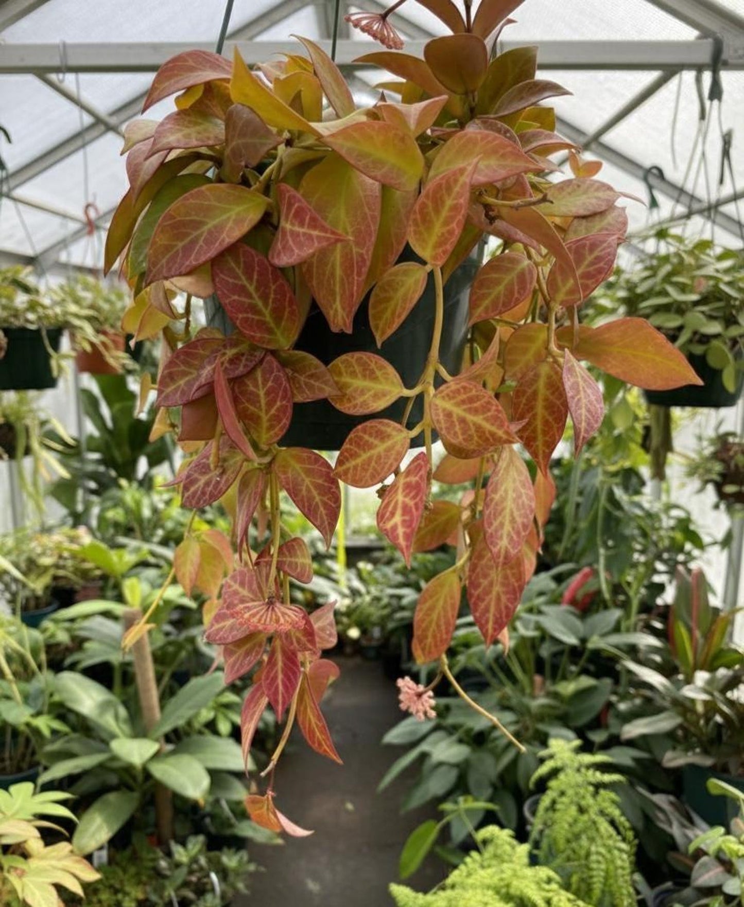 Hoya Sunrise Rare Uncommon Hoya turns red in sun and great texture Cuttings or Rooted Starters