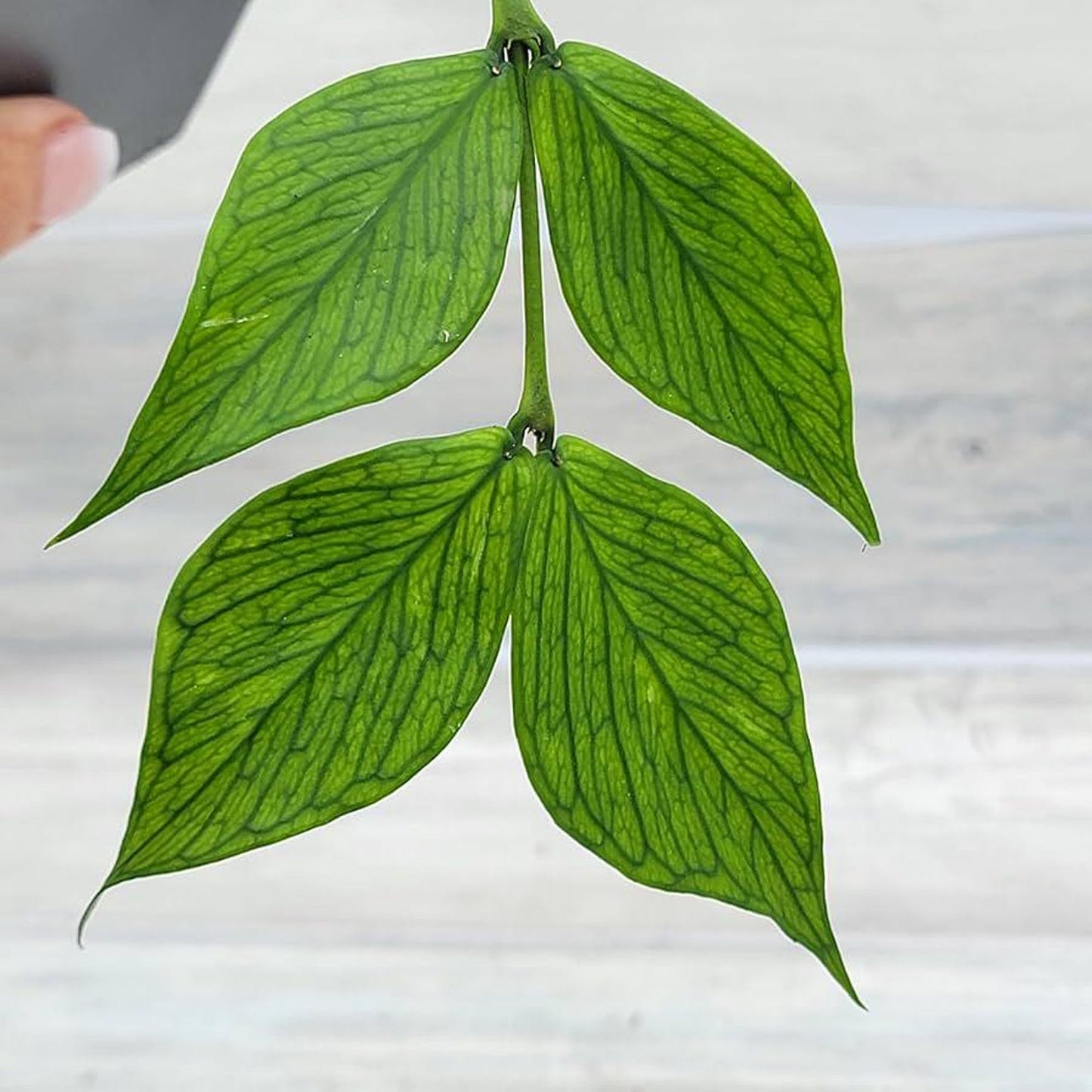 Hoya Fish Tail Super Cool Indoor Houseplant Great Gift Easy Care Pet Friendly Cuttings or Rooted Starter