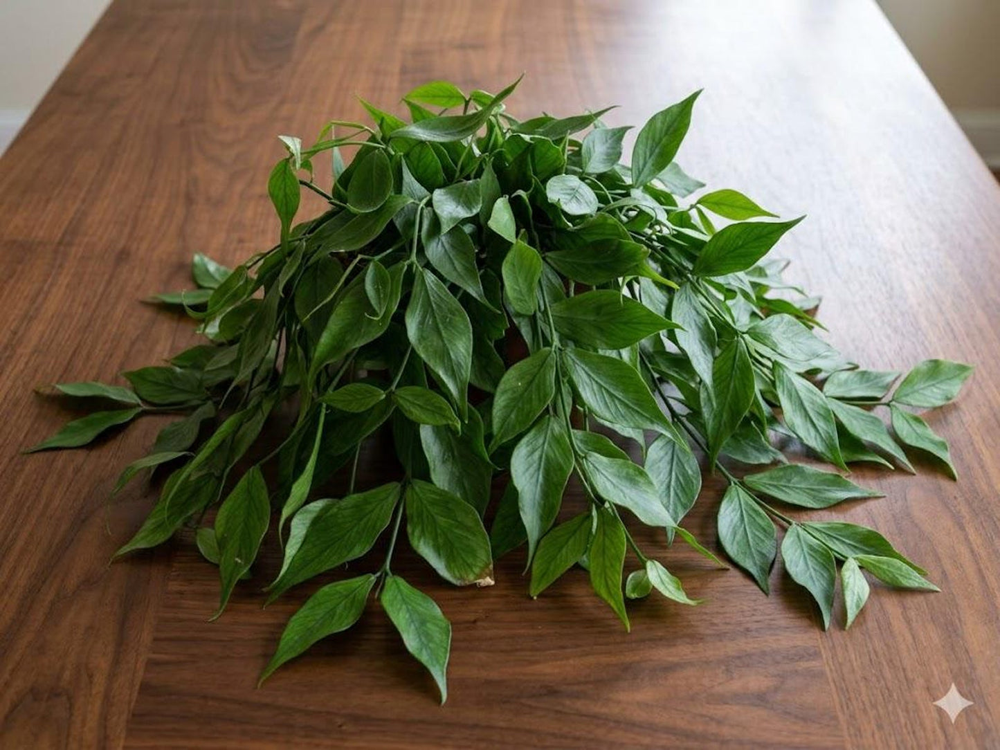 Hoya Fish Tail Super Cool Indoor Houseplant Great Gift Easy Care Pet Friendly Cuttings or Rooted Starter