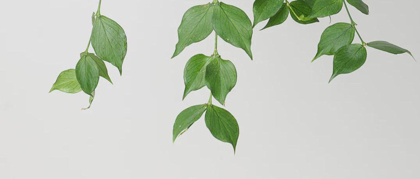Hoya Fish Tail Super Cool Indoor Houseplant Great Gift Easy Care Pet Friendly Cuttings or Rooted Starter