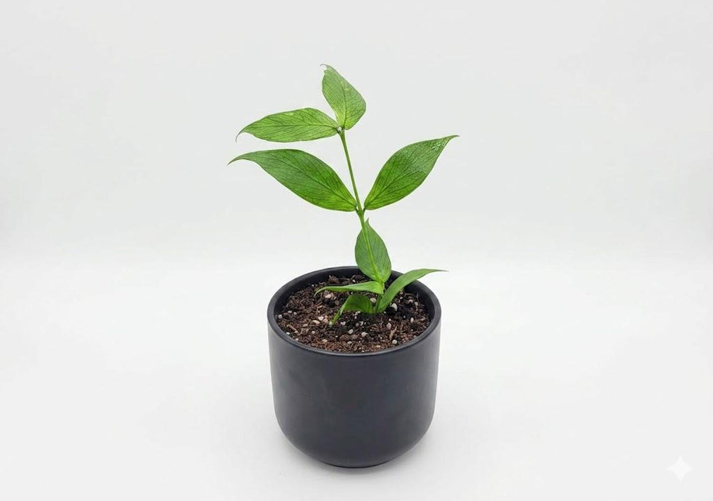 Hoya Fish Tail Super Cool Indoor Houseplant Great Gift Easy Care Pet Friendly Cuttings or Rooted Starter