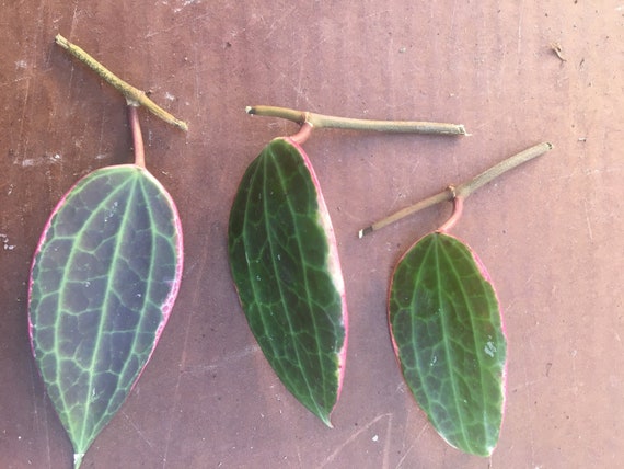 Hoya Macrophylla Variegata – Large Variegated Wax Plant with 3D Textured Leaves