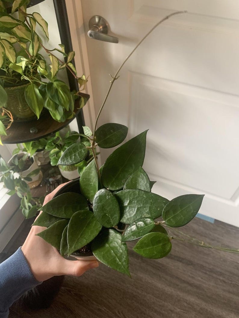 Hoya Black Margin Starter Plant Or Plant Node Cutting/Clipping Houseplant Easy Care