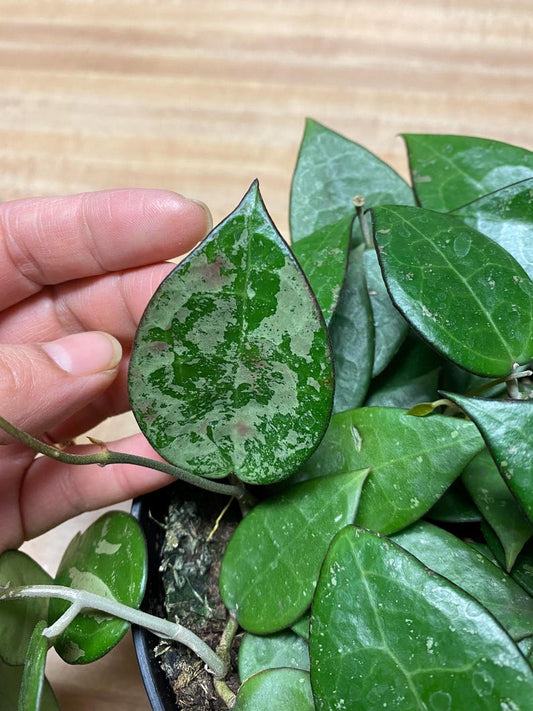 Hoya Black Margin Starter Plant Or Plant Node Cutting/Clipping Houseplant Easy Care