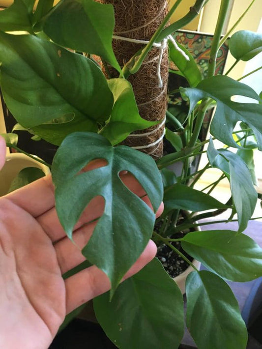 Mini Monstera Ginny Philodendron Rhaphidophora Tetrasperma Starter Plant Or Plant Node Cutting/Clipping