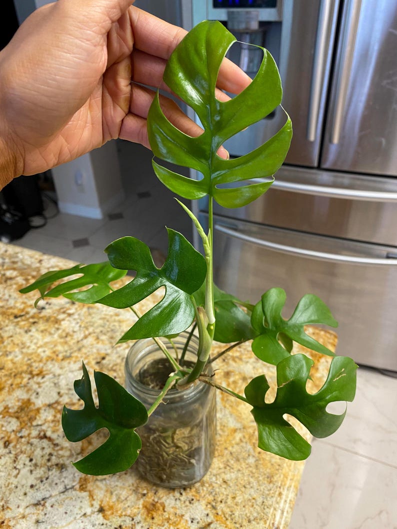 philodendron ginny for sale Mini Monstera Ginny Philodendron Rhaphidophora Tetrasperma Starter Pla – Rooting 4 Joy