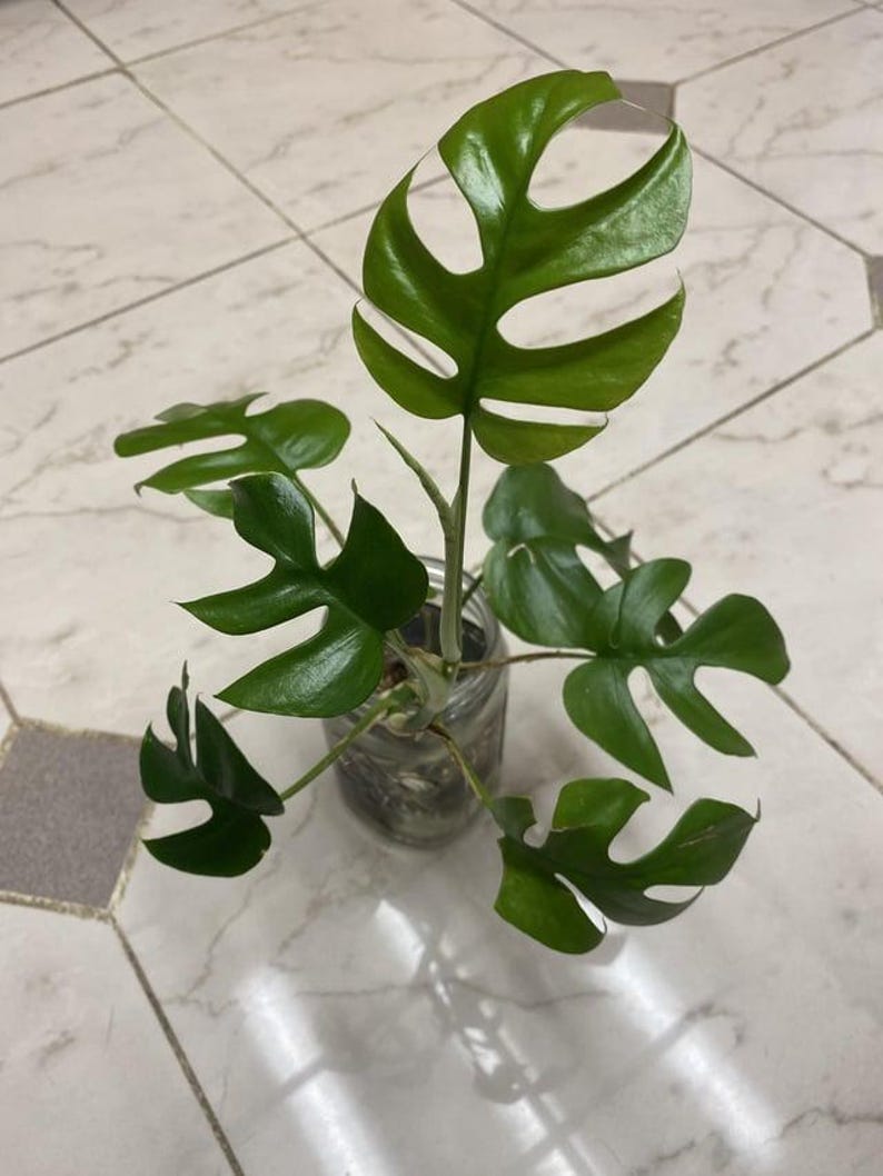 philodendron ginny for sale Mini Monstera Ginny Philodendron Rhaphidophora Tetrasperma Starter Pla – Rooting 4 Joy