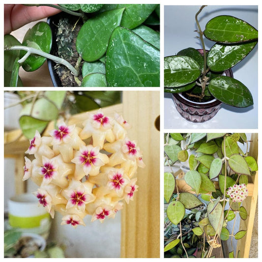 Hoya Black Margin Starter Plant Or Plant Node Cutting/Clipping Houseplant Easy Care