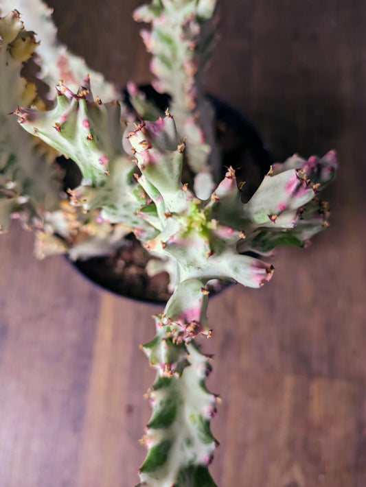 Ghost African Milk Tree Ghost Euphorbia Lactea Rare Cactus Variegated With Growth on it - Dragon Bones Milk Tree