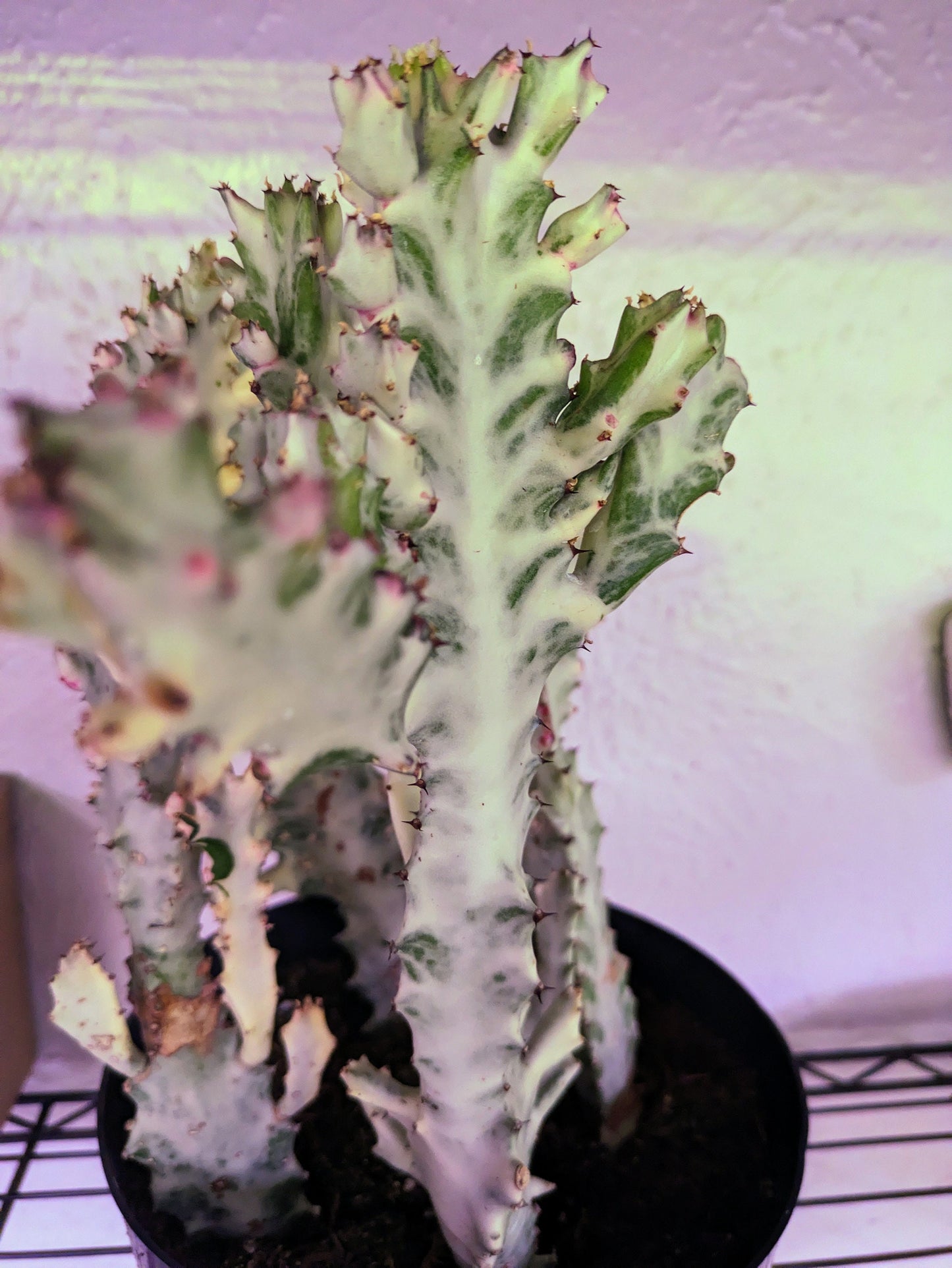 Ghost African Milk Tree Ghost Euphorbia Lactea Rare Cactus Variegated With Growth on it - Dragon Bones Milk Tree