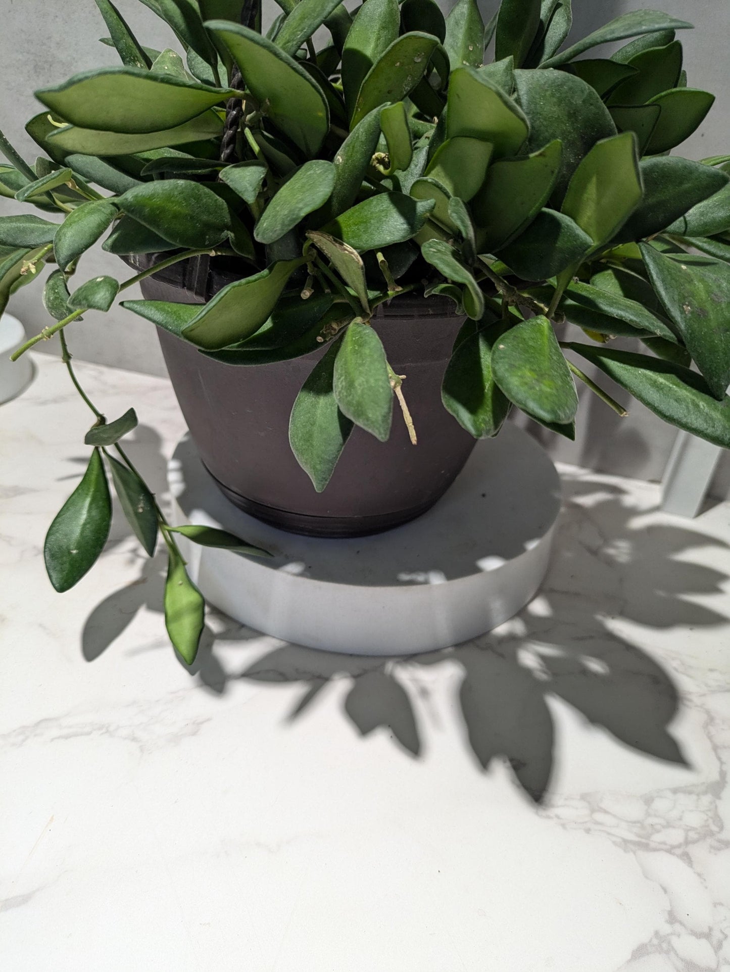 Hoya Burtoniae Dark Green Hoya Plant Indoor Houseplant Easy Care Fast Growing Succulent Like Care Starter Plant or 4"