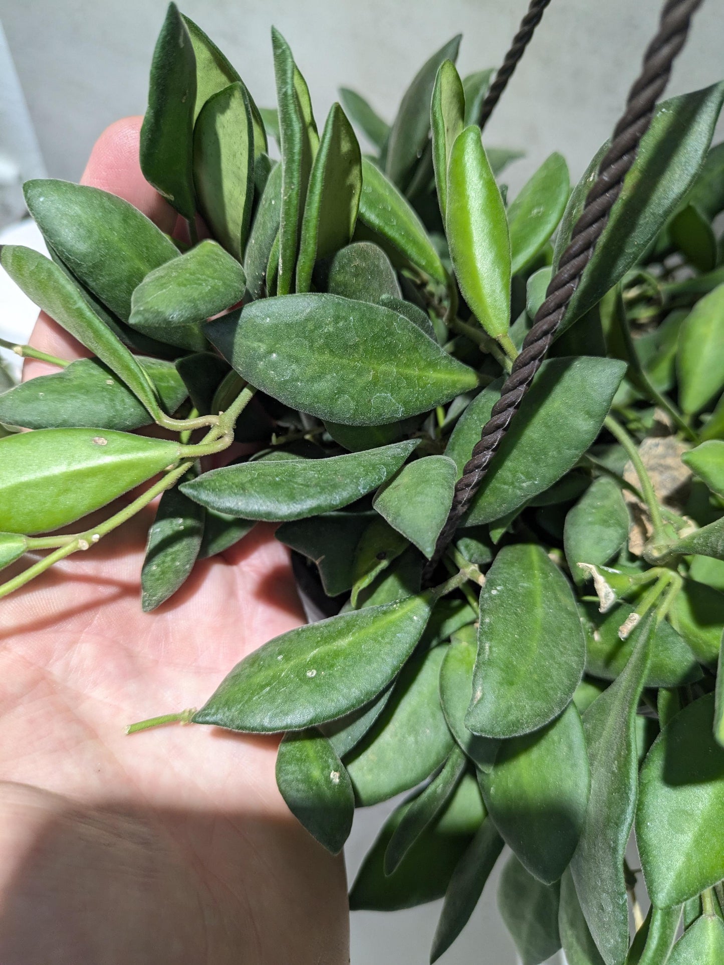 Hoya Burtoniae Dark Green Hoya Plant Indoor Houseplant Easy Care Fast Growing Succulent Like Care Starter Plant or 4"