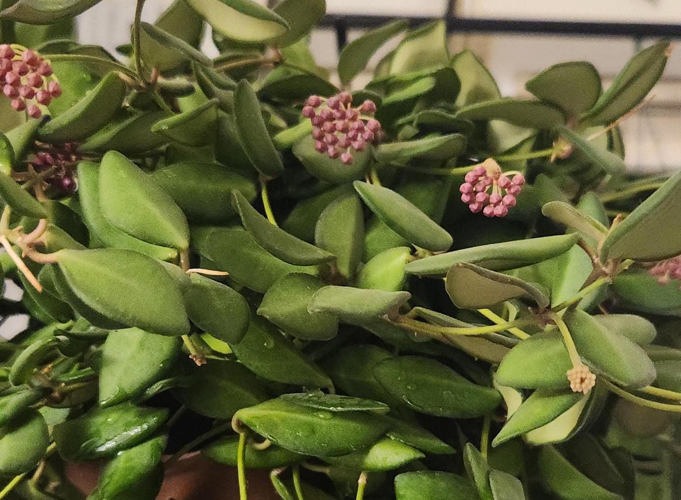 Hoya Burtoniae Dark Green Hoya Plant Indoor Houseplant Easy Care Fast Growing Succulent Like Care Starter Plant or 4"