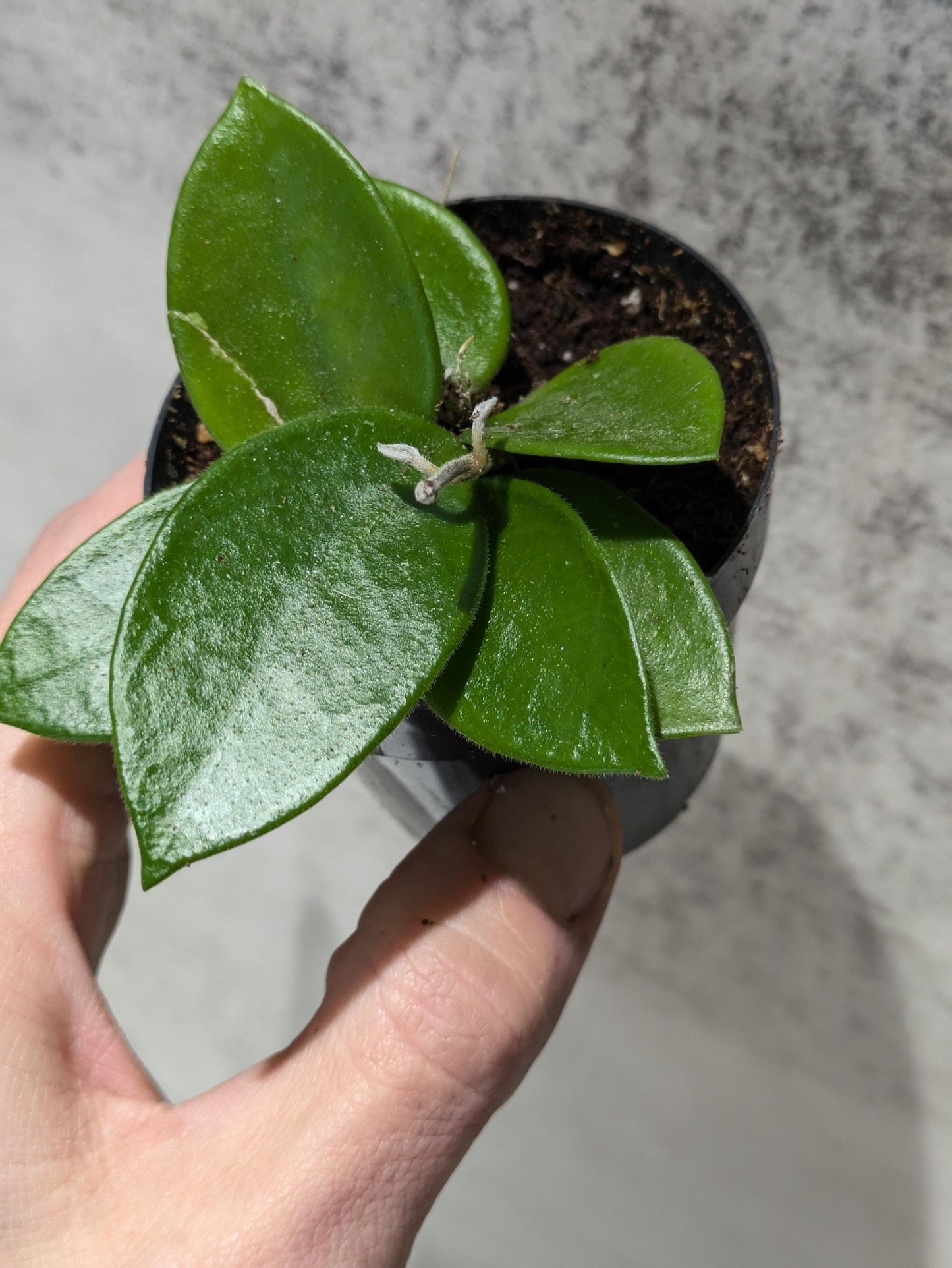 Hoya CV Chouke Cutting or Rooted Starter smaller leaf hoya glossy, waxy leaves and fragrant flowers Tropical Indoor Houseplant Easy Care