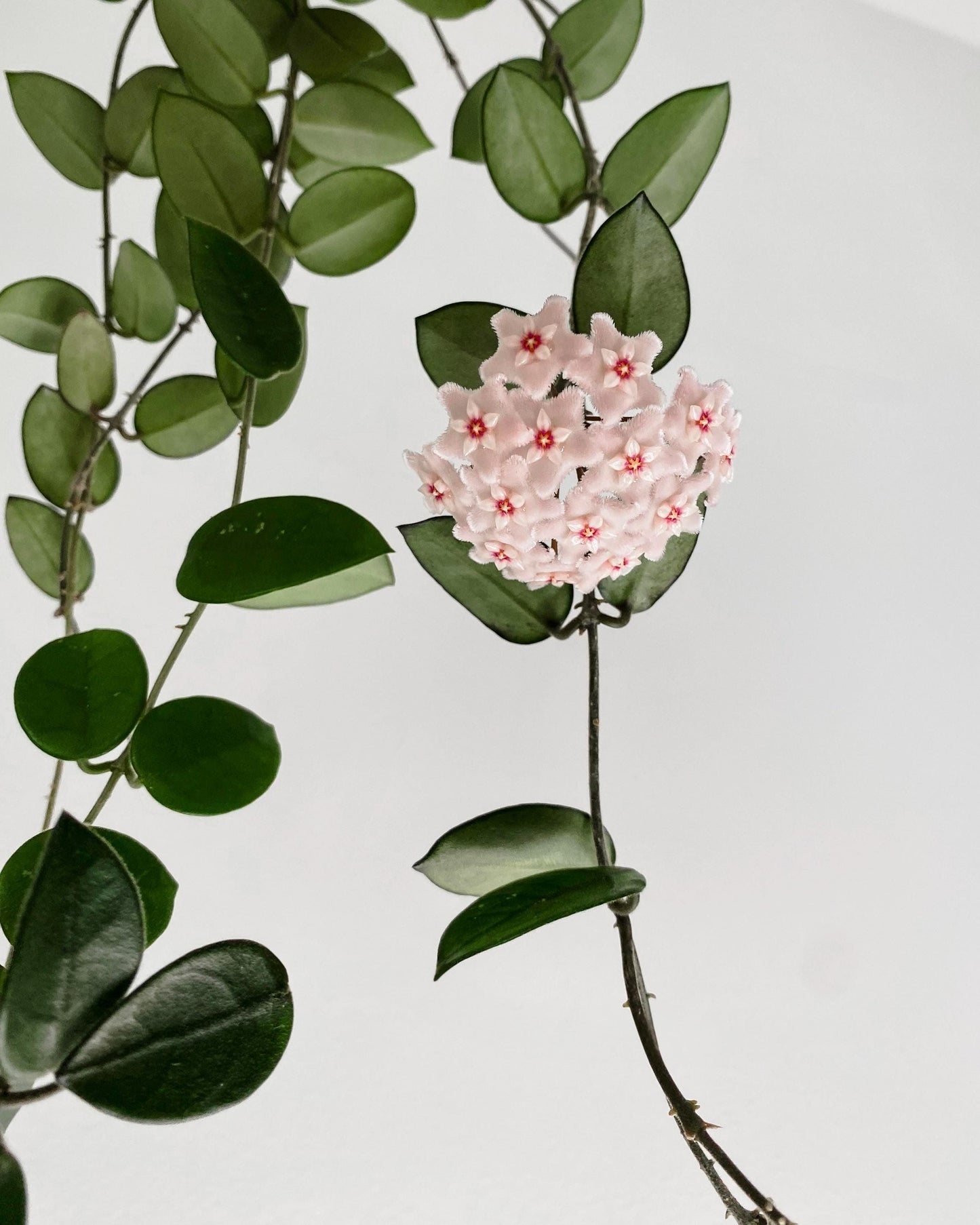 Hoya CV Chouke Cutting or Rooted Starter smaller leaf hoya glossy, waxy leaves and fragrant flowers Tropical Indoor Houseplant Easy Care