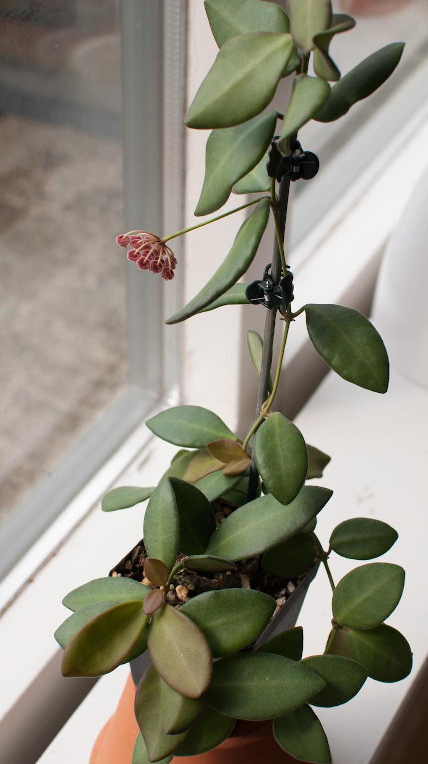Hoya Burtoniae Dark Green Hoya Plant Indoor Houseplant Easy Care Fast Growing Succulent Like Care Starter Plant or 4"