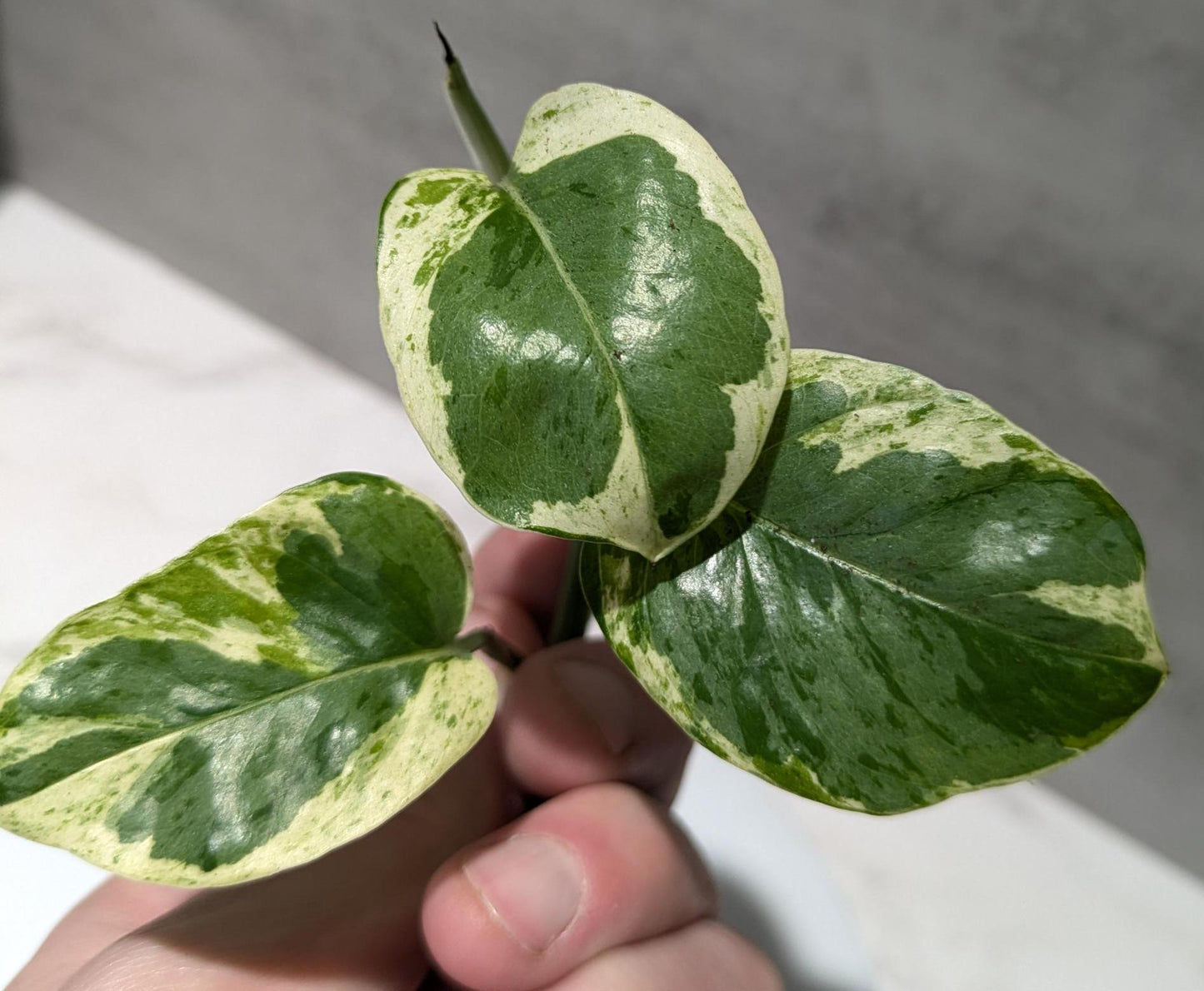 Pearls & Jade Pothos Plant Node Cuttings, Houseplant Cuttings, Small Leaf Pothos Collectors , Uncommon Plant Cutting