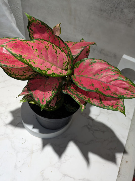 Diamond Red Aglaonema Amazing Color Super Nice Starter plant or 4" Plant & Pot Indoor Easy Care